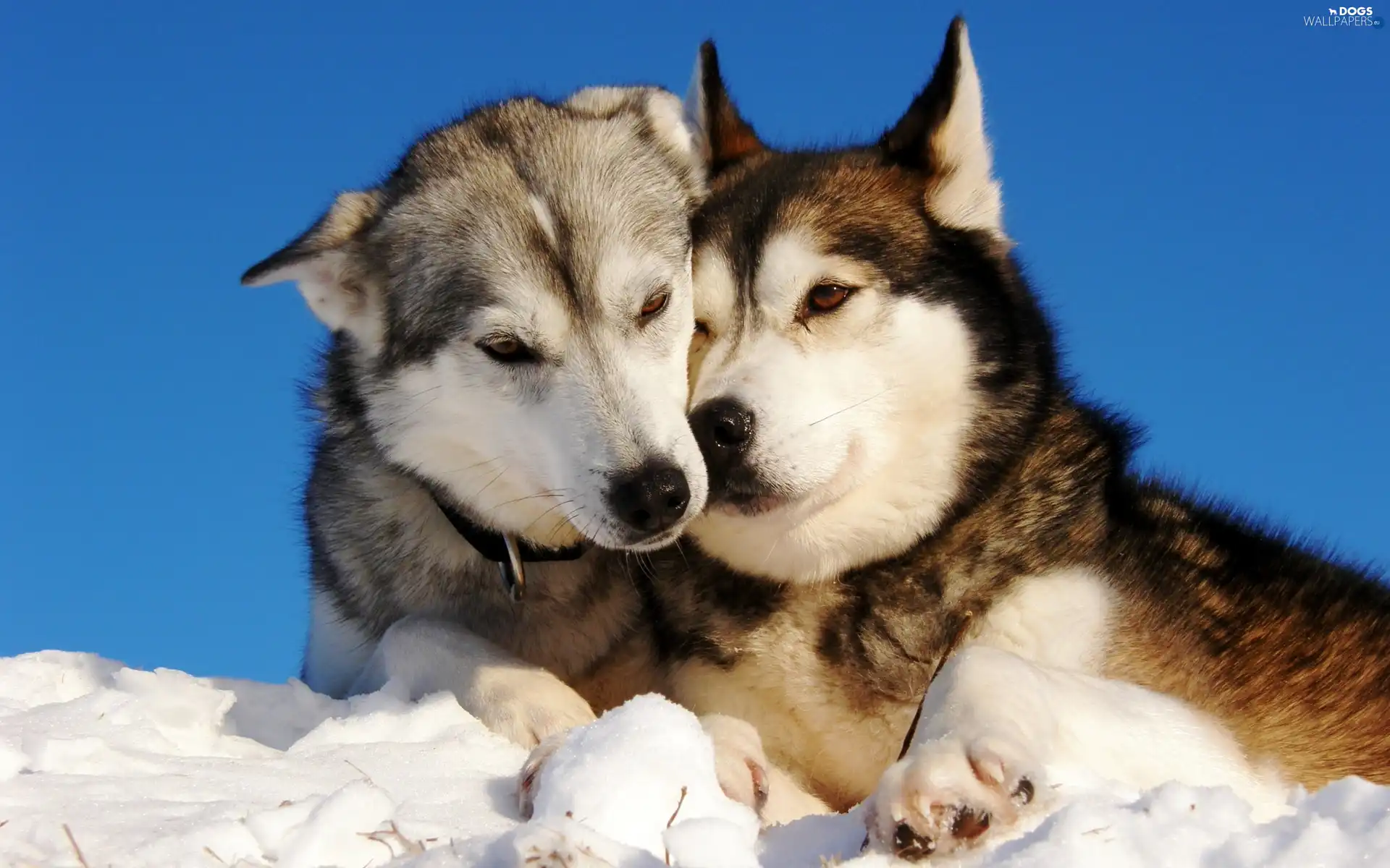 Husky, Siberian