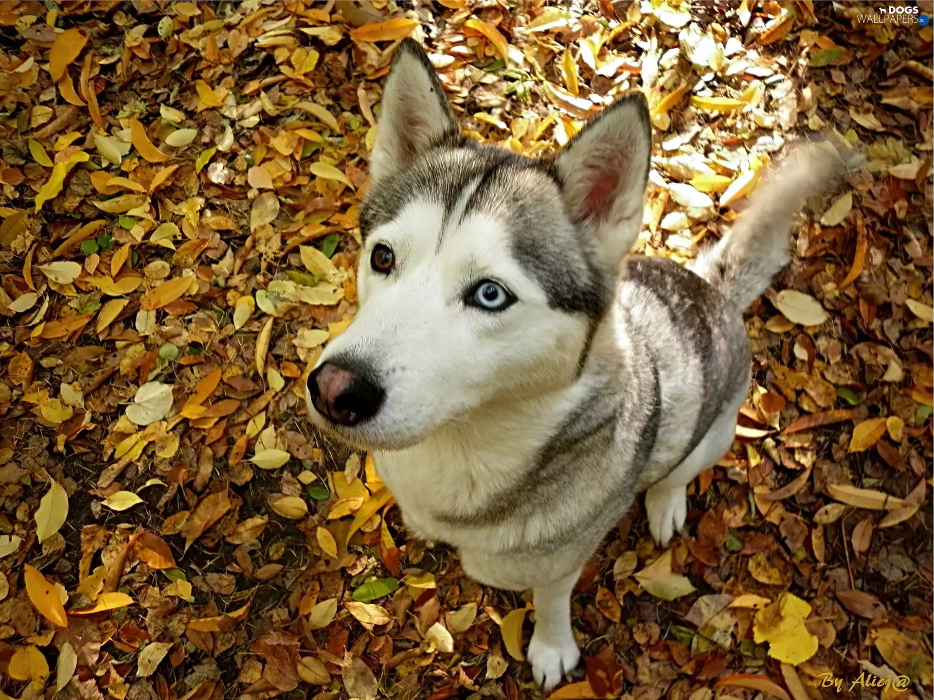sitter, Autumn, Leaf, Husky