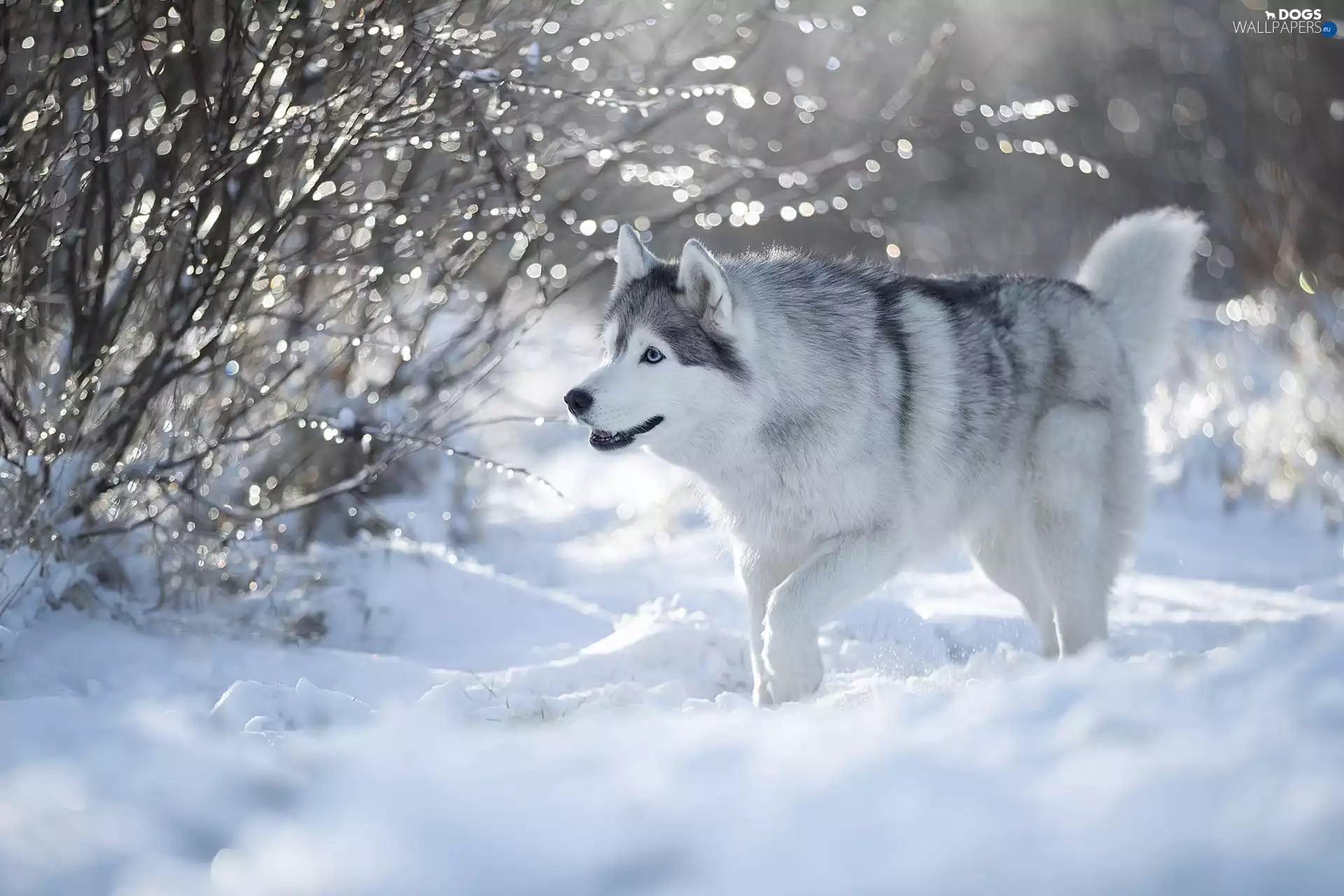 snow, dog, Siberian Husky