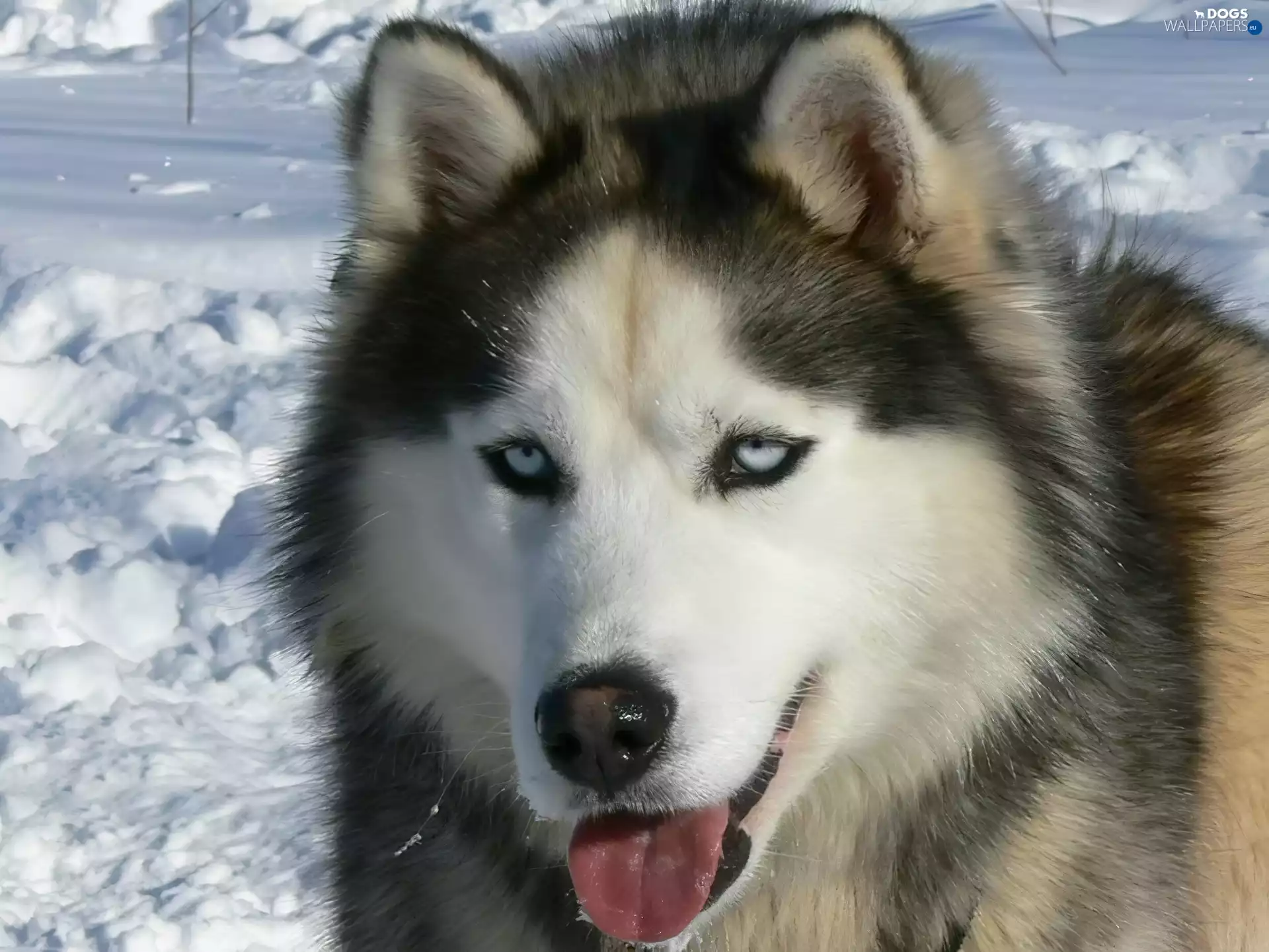 snow, Tounge, Siberian Husky