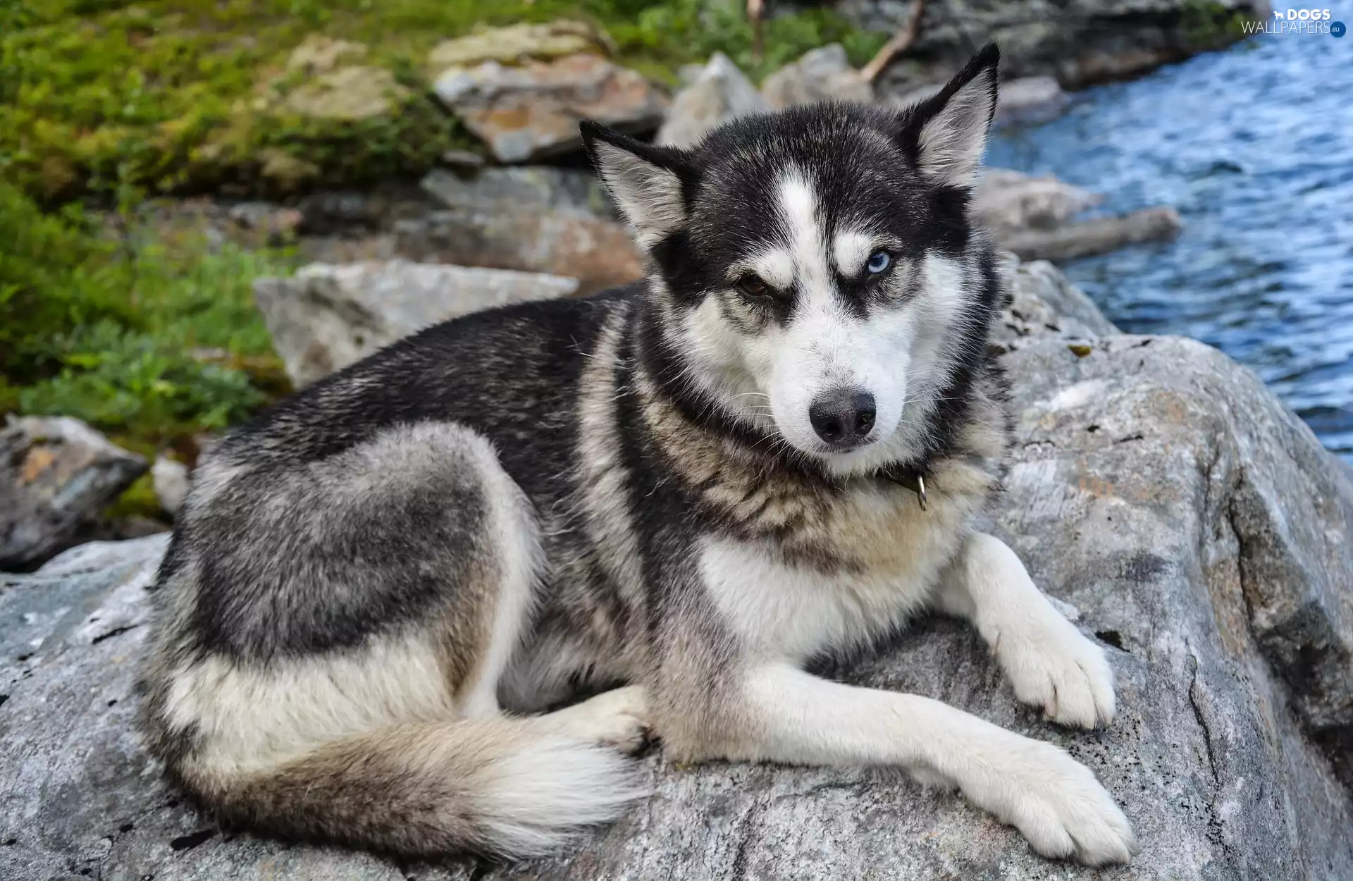 Stone, dog, Siberian Husky
