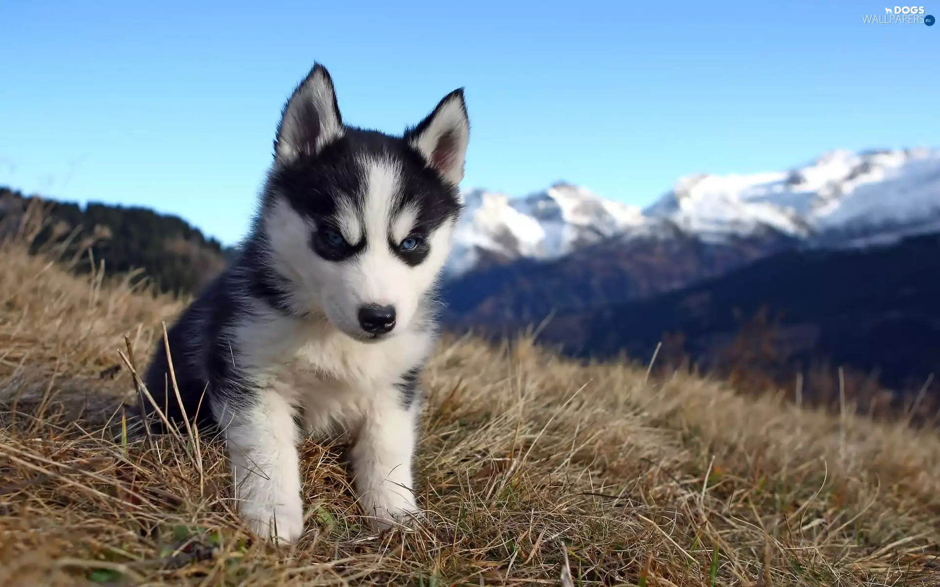 Husky, honeyed, ##, mountains, car in the meadow, puppie