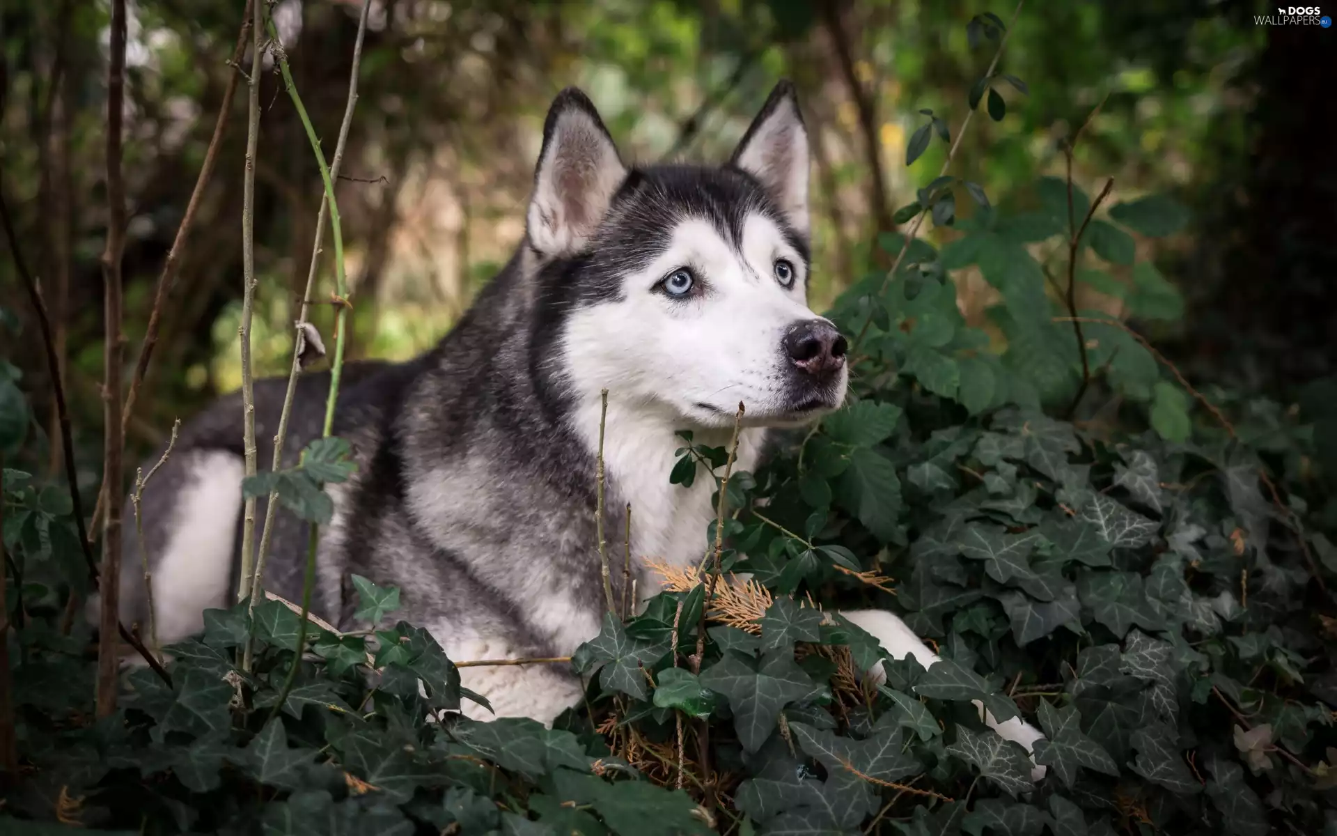 Siberian Husky, Twigs, ivy, Plants