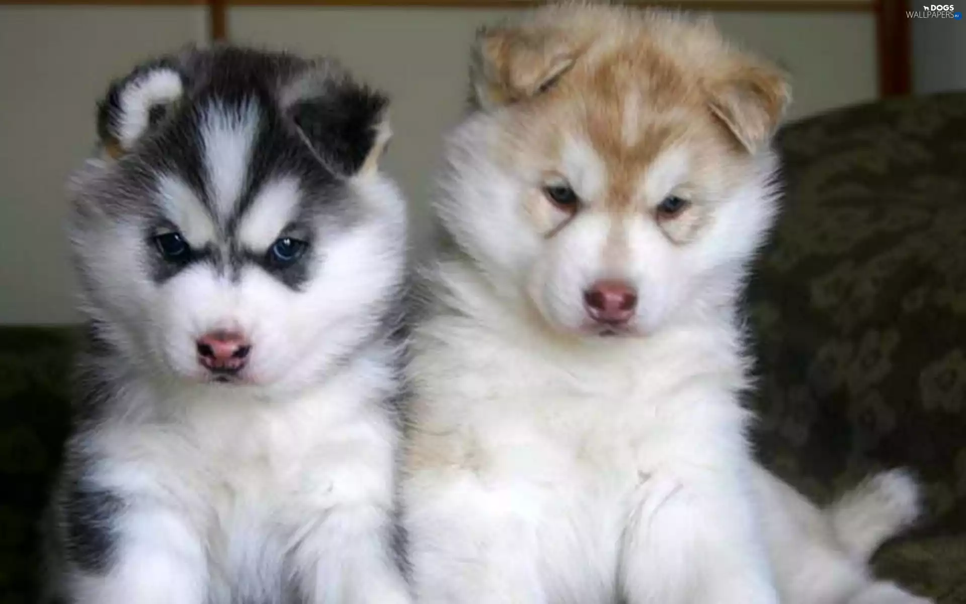 Siberian Husky, Two cars, puppies
