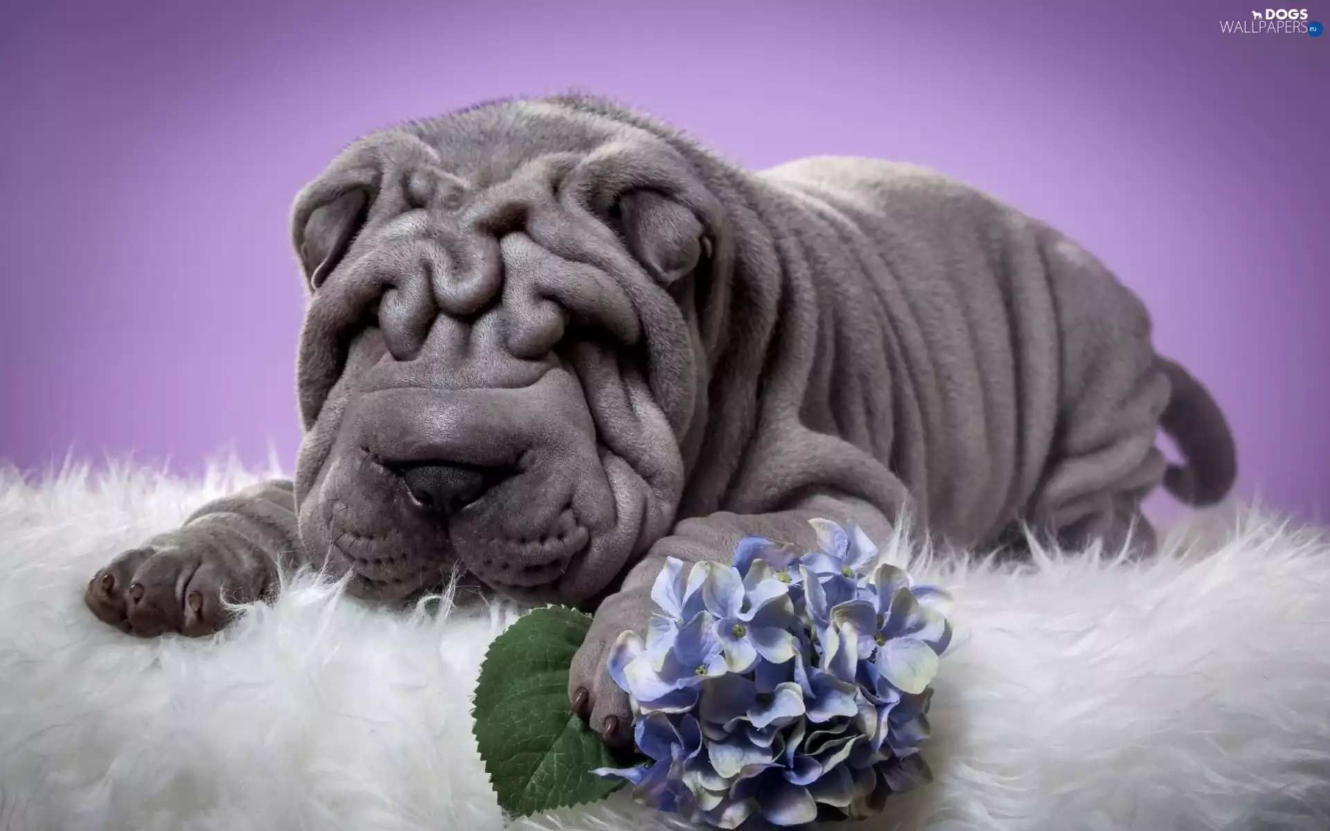 dog, Colourfull Flowers, hydrangea, Shar Pei