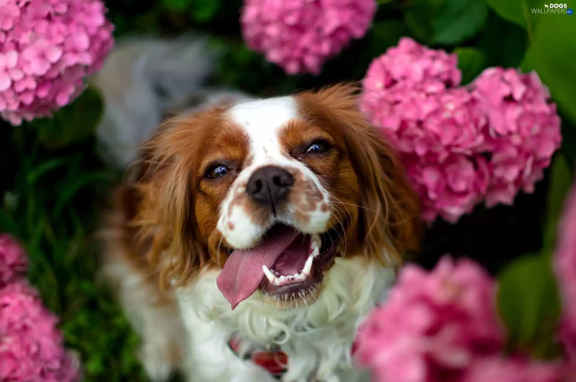 fuzzy, background, Pink, hydrangeas, Welsh Springer Spaniel