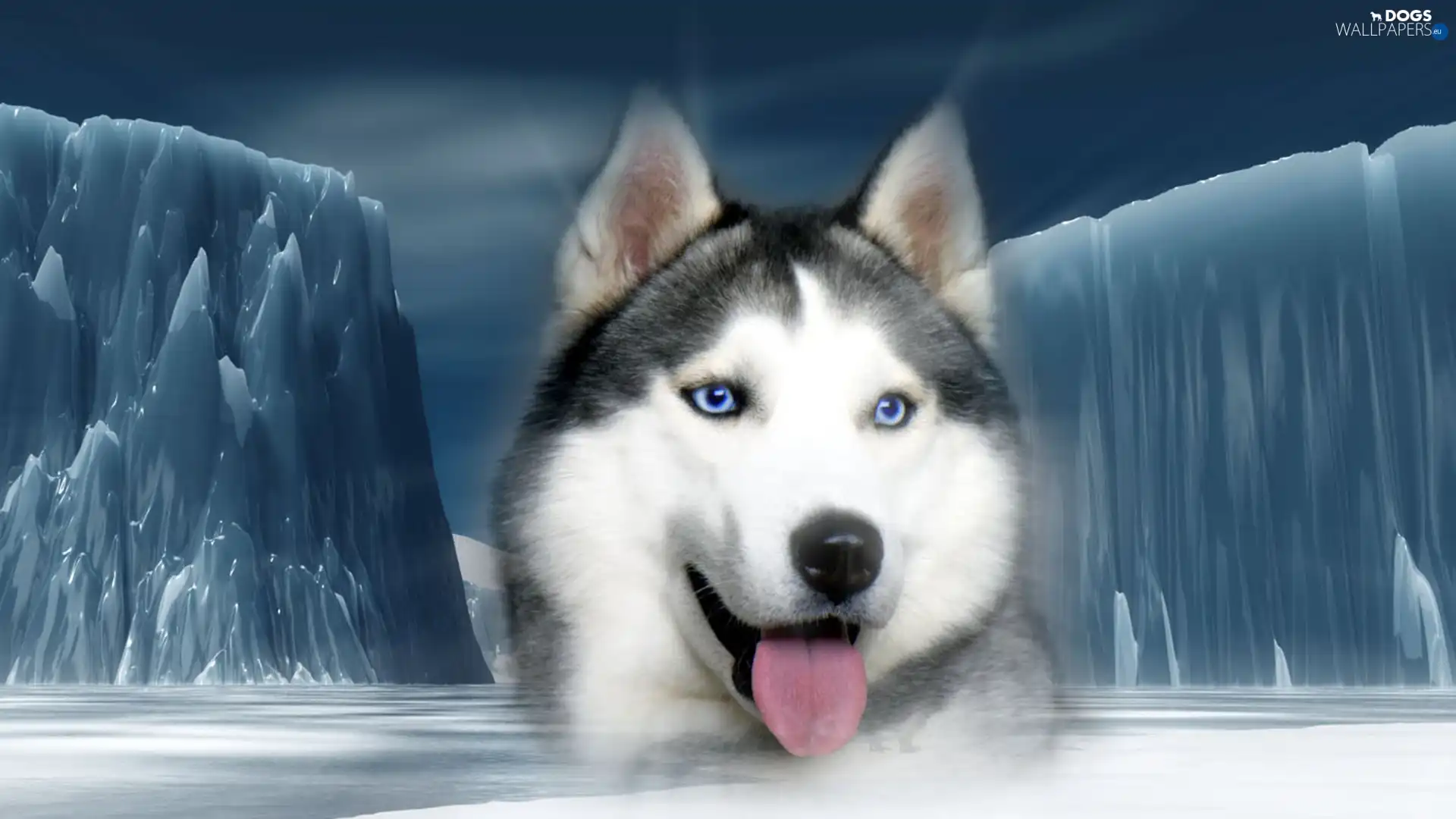ice, Mountains, Siberian, Husky