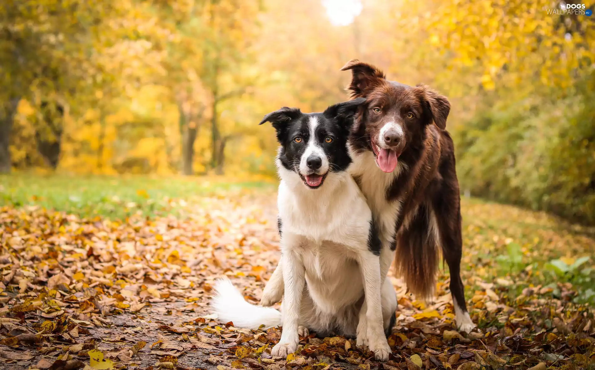 Border Collie, car in the meadow, Bush, Leaf, viewes, Dogs, Two cars, trees