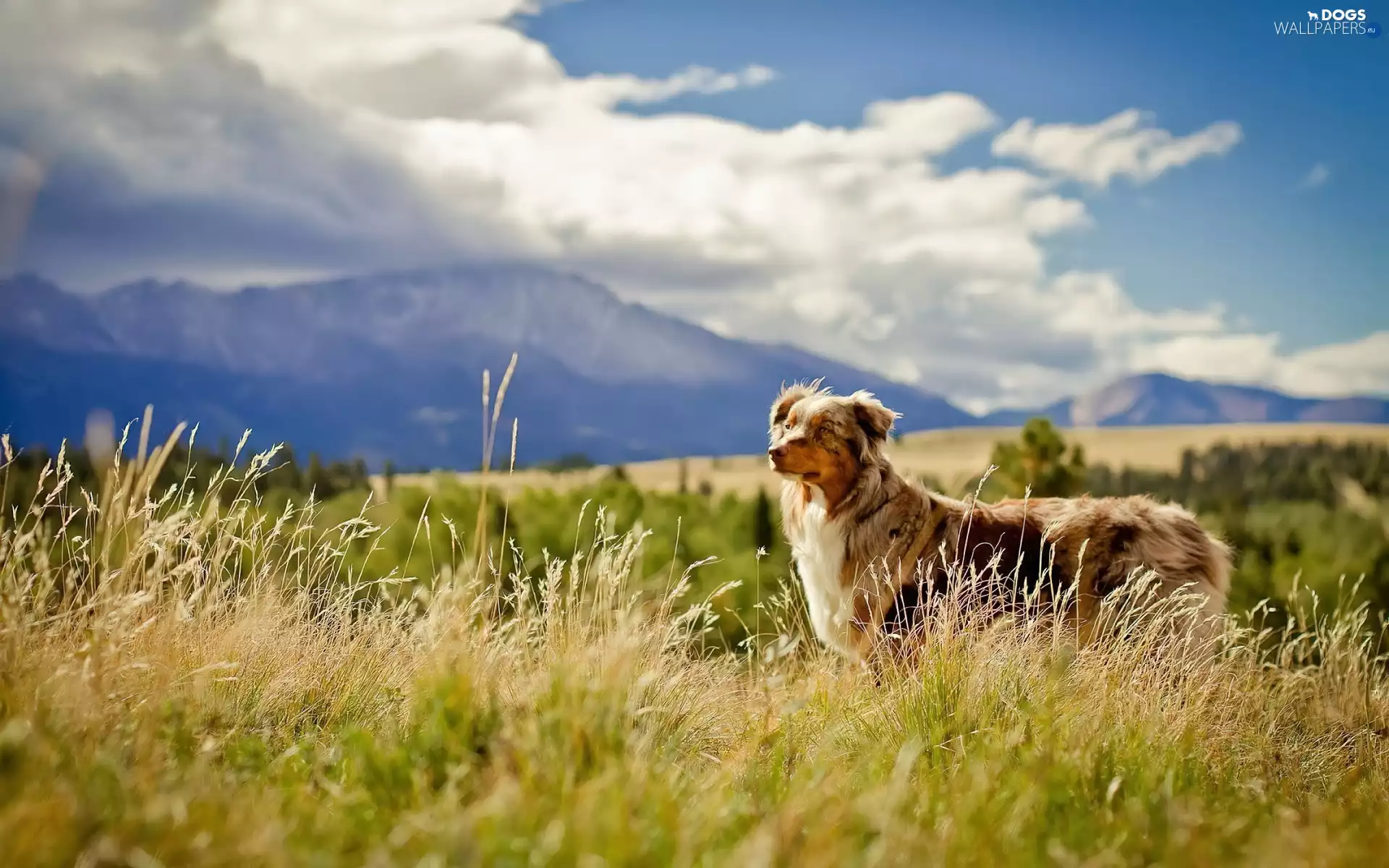 Australian Shepherd, car in the meadow
