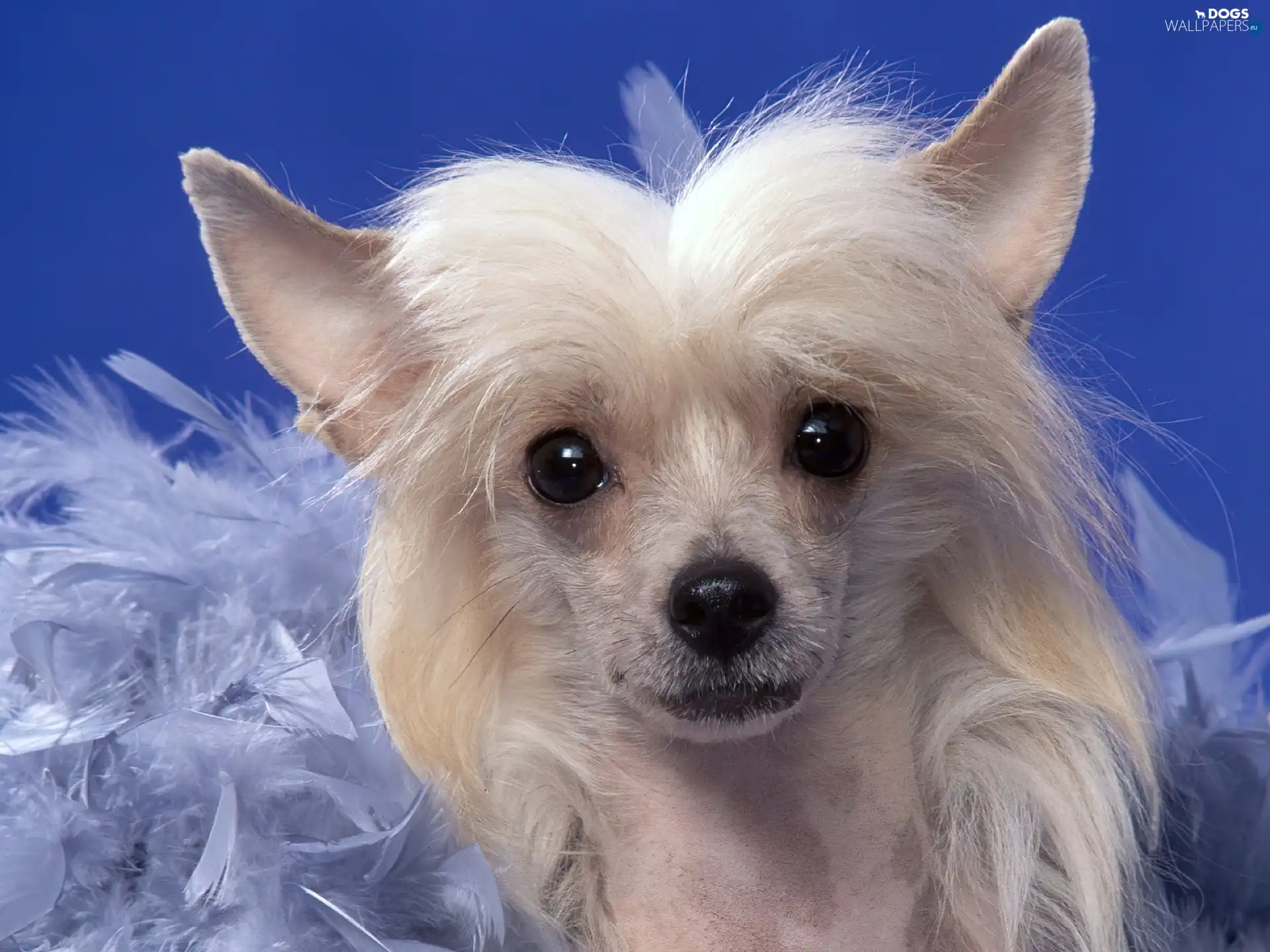 inese Crested Dog, mouth, White