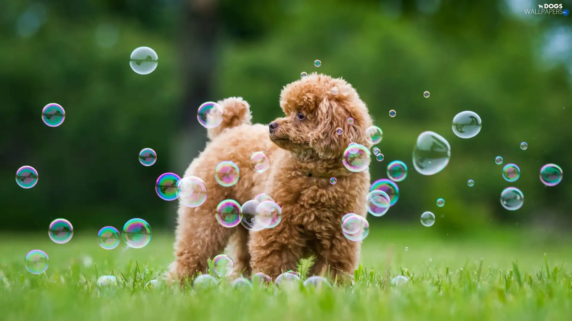 interesting eyes, grass, dog, poodle