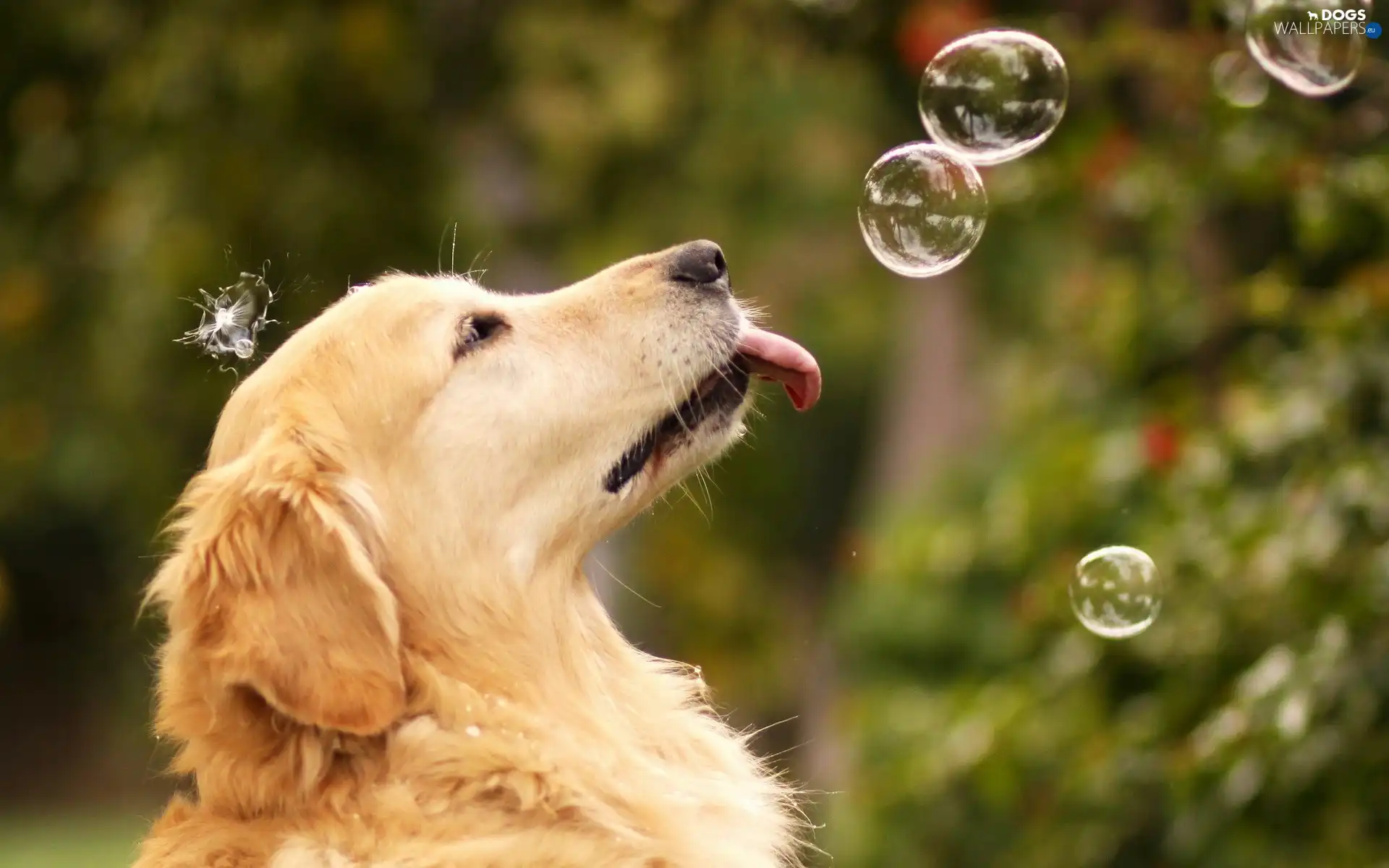 Golden Retriever, soap, dog, interesting eyes