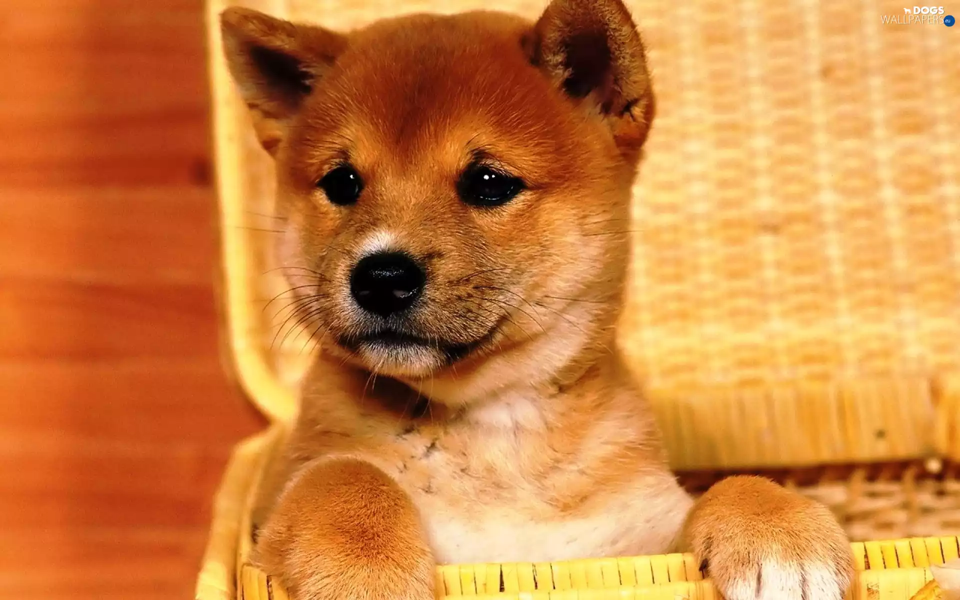 basket, Puppy, Shiba inu