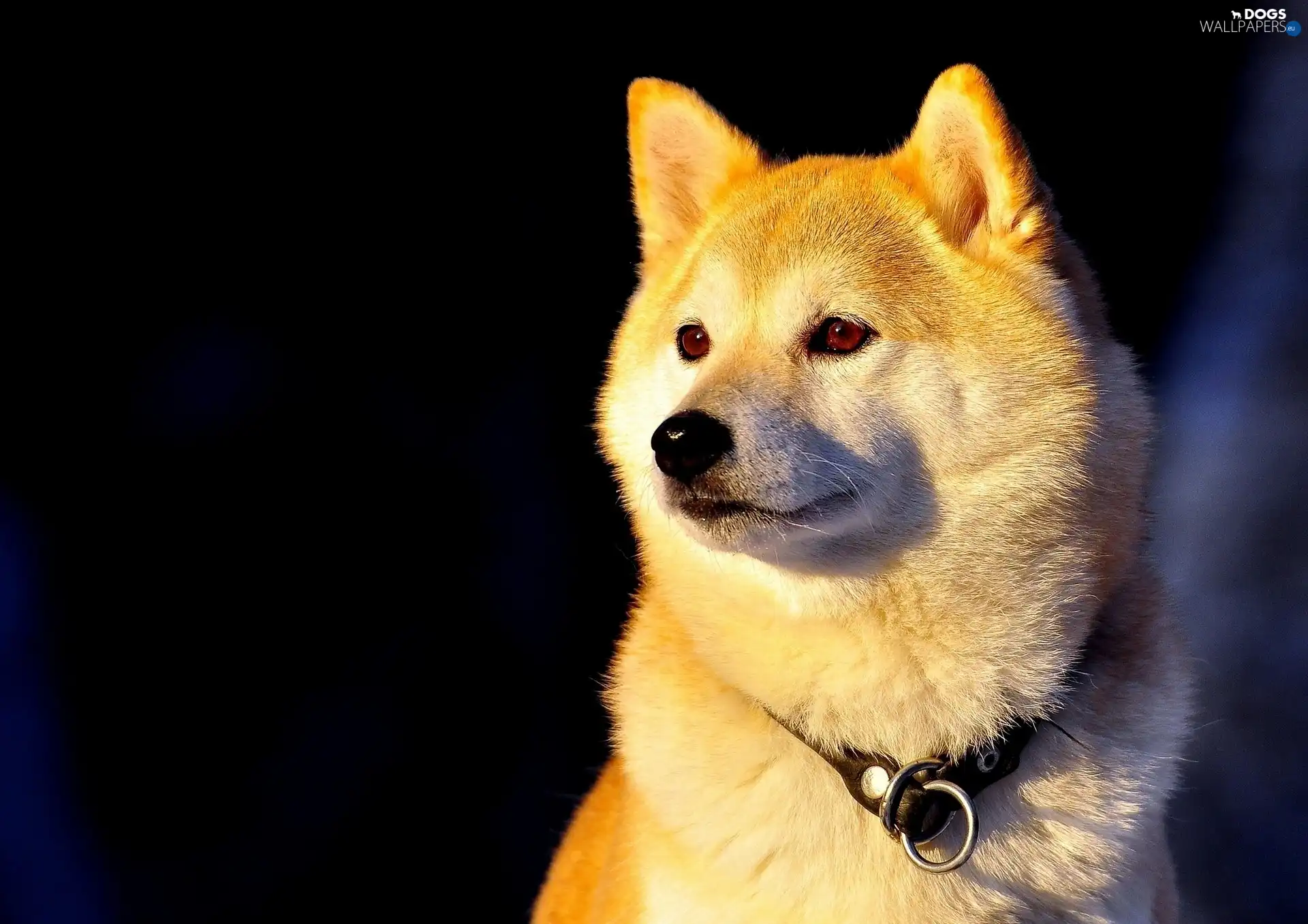 Inu, dog-collar, dog