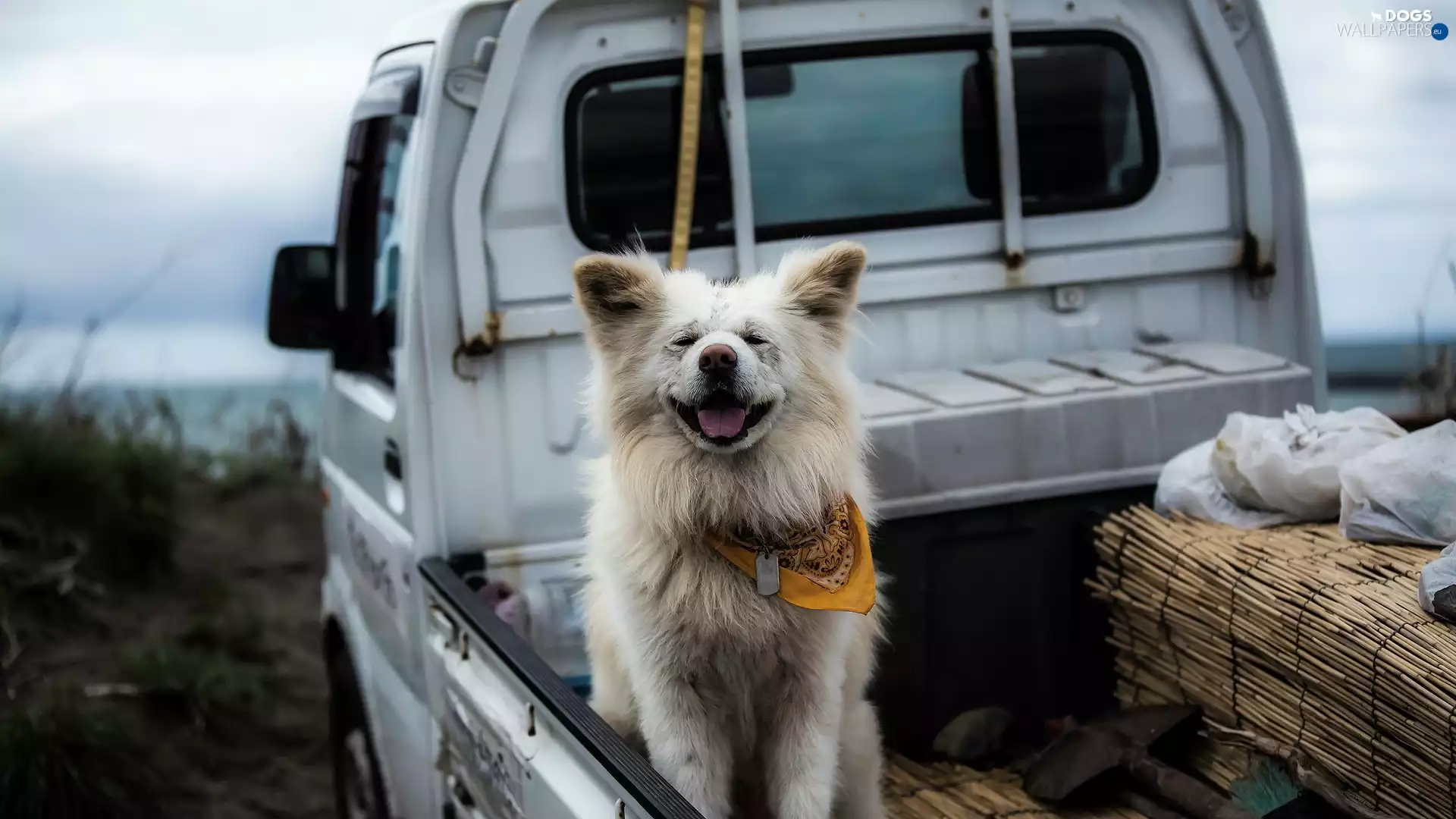 joy, fun, Akita Inu, Automobile, dog