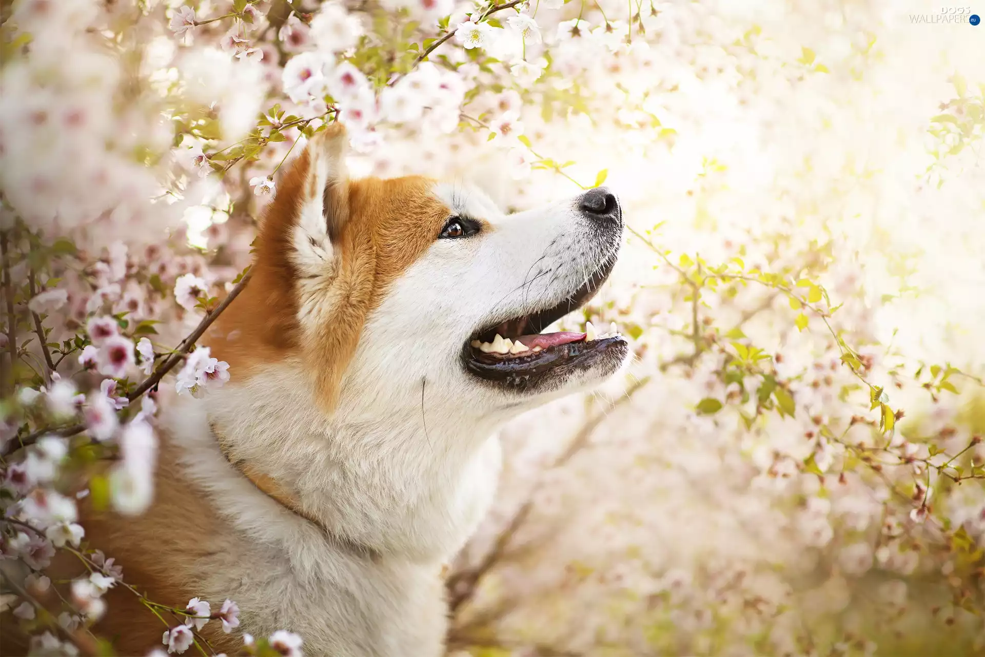 Twigs, Flowers, Akita Inu, muzzle, dog