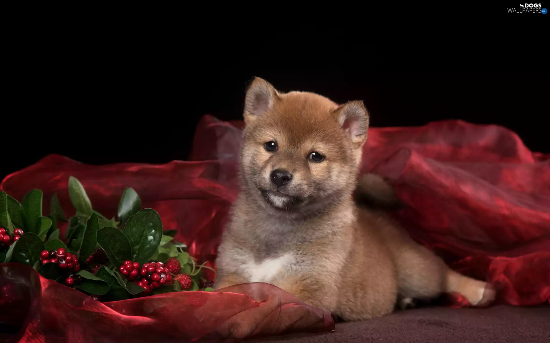 Red, blueberries, Shiba inu, Puppy, dog