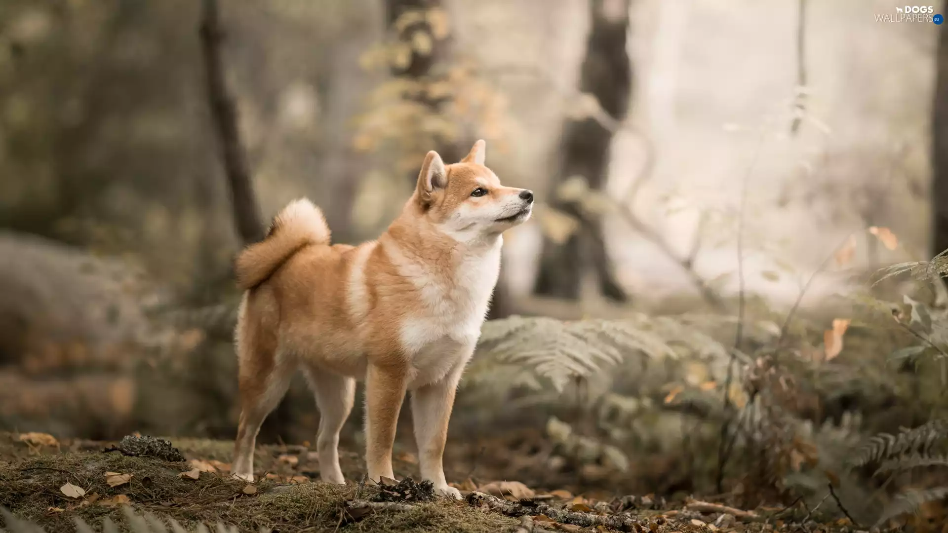 trees, viewes, Shiba inu, Plants, dog