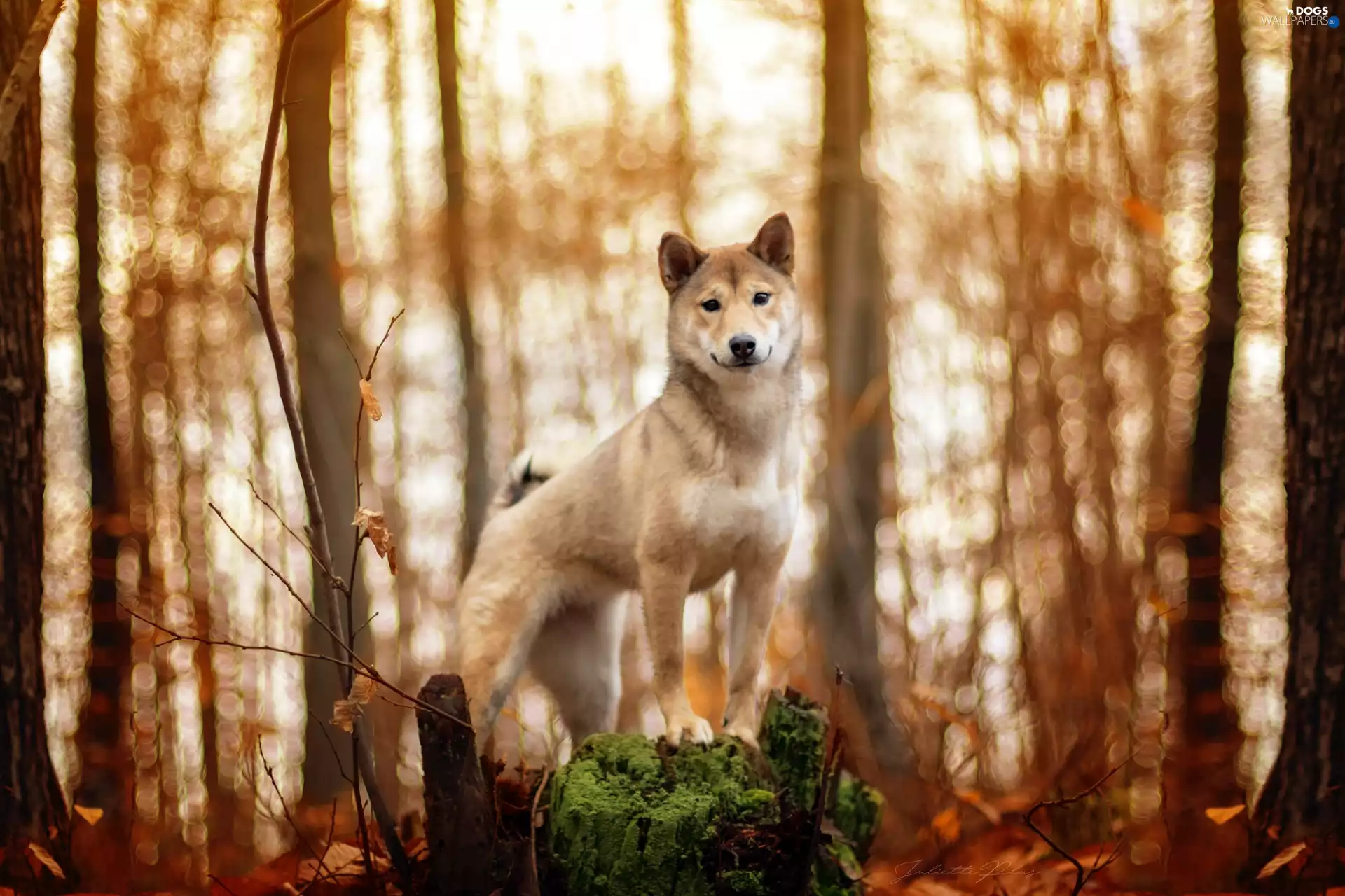 viewes, forest, Shiba inu, trees, dog