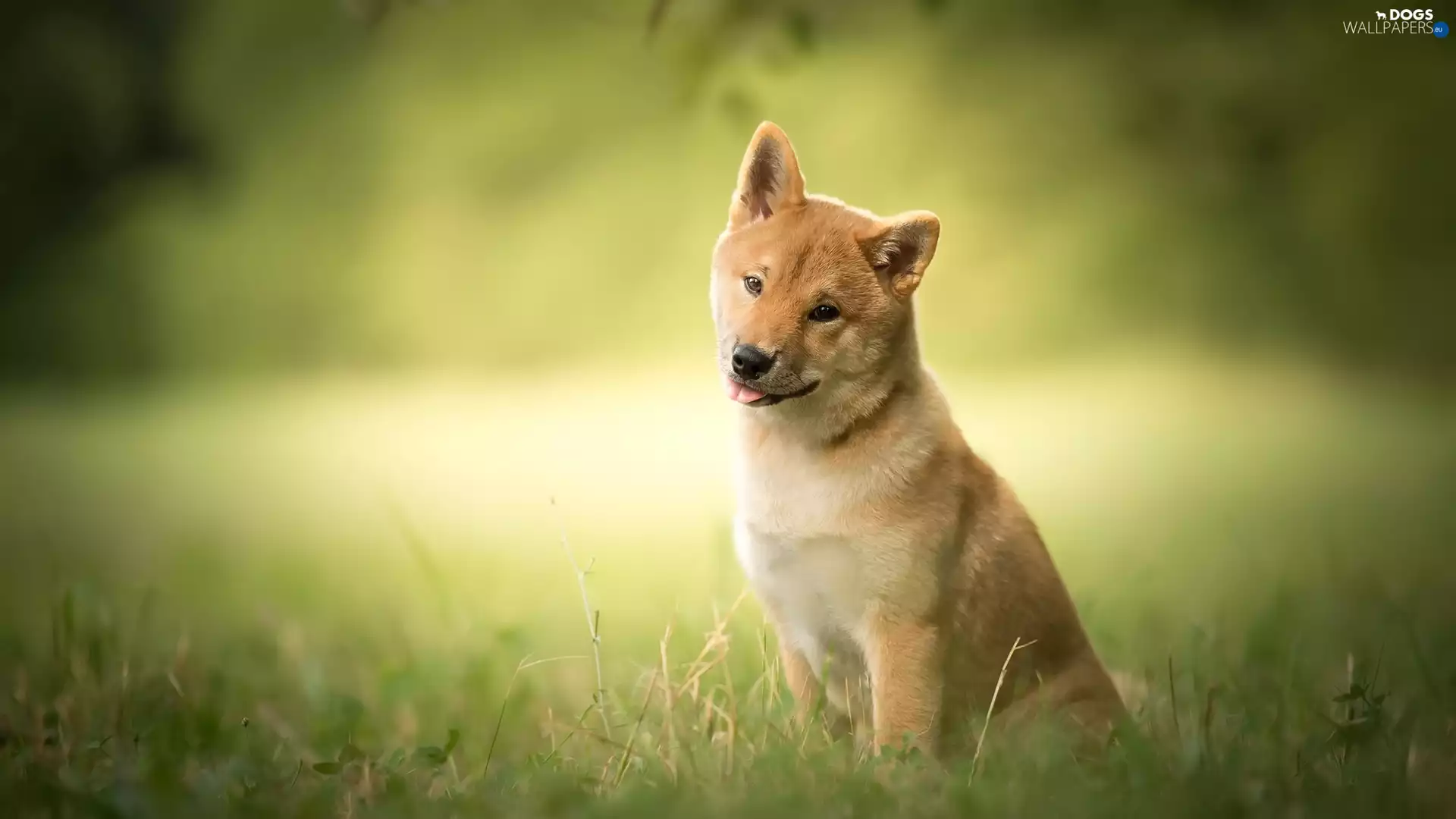 grass, dog, Shiba inu