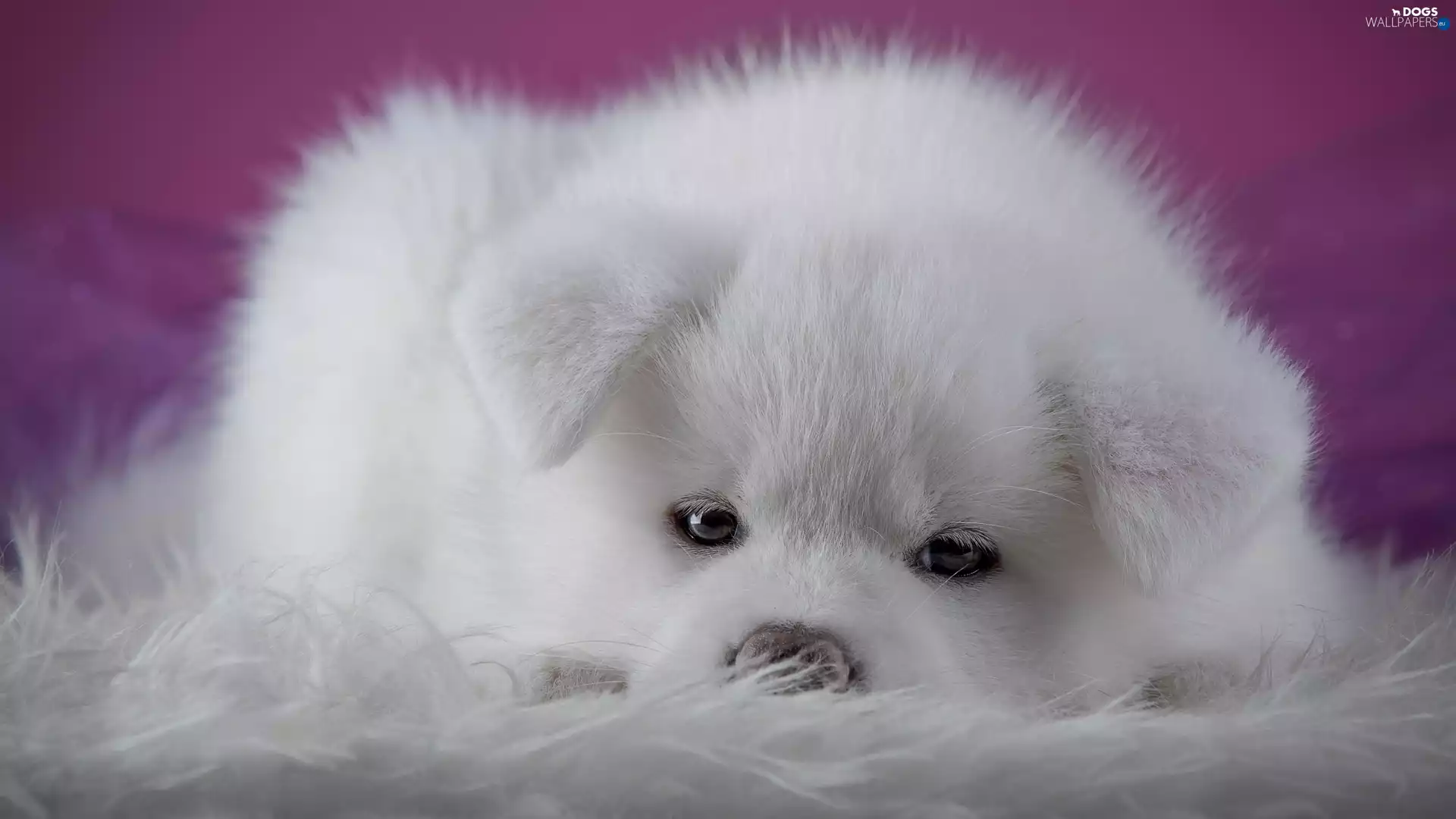 Puppy, White, Akita Inu