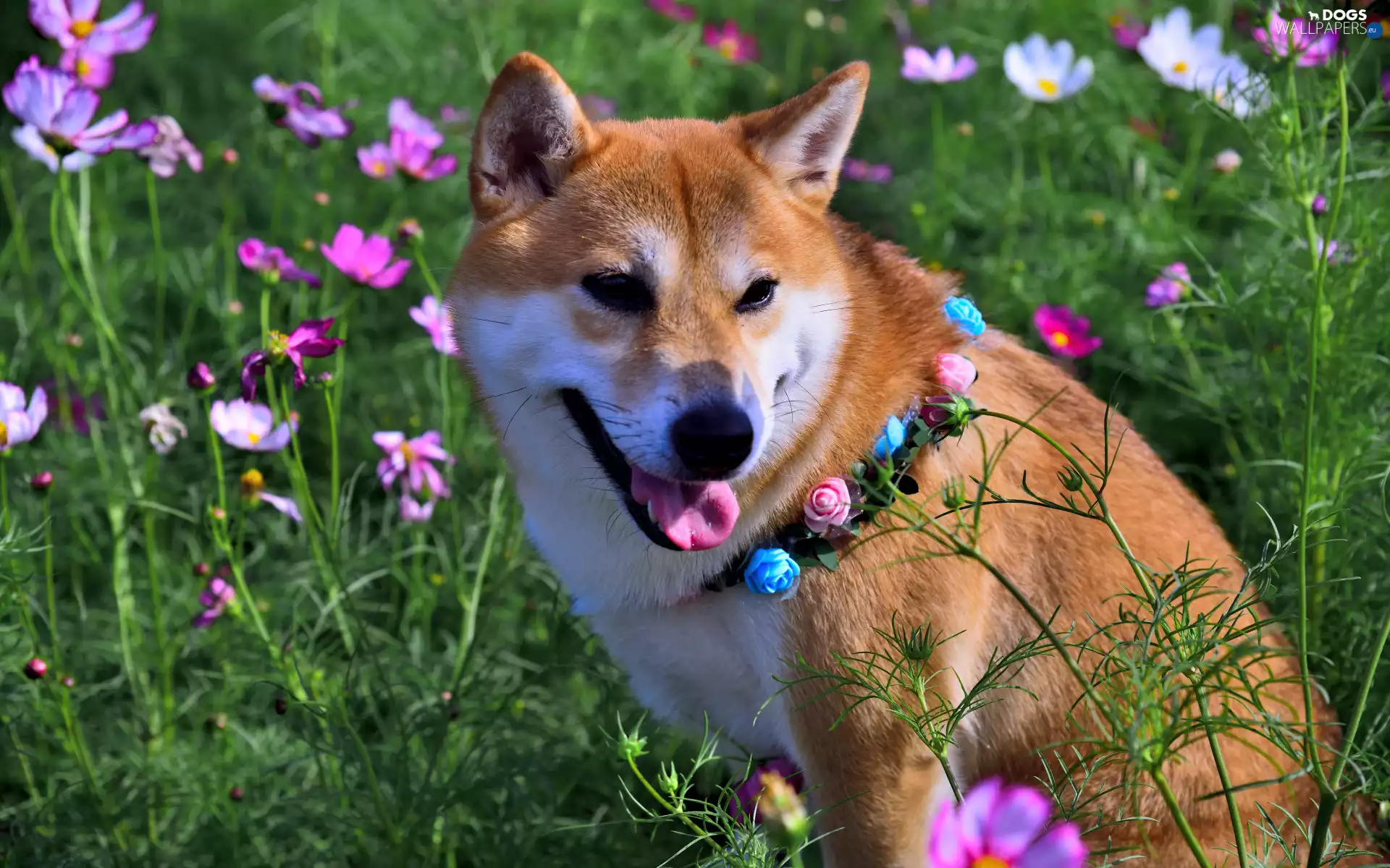 Flowers, Cosmos, Shiba inu, dog-collar, dog