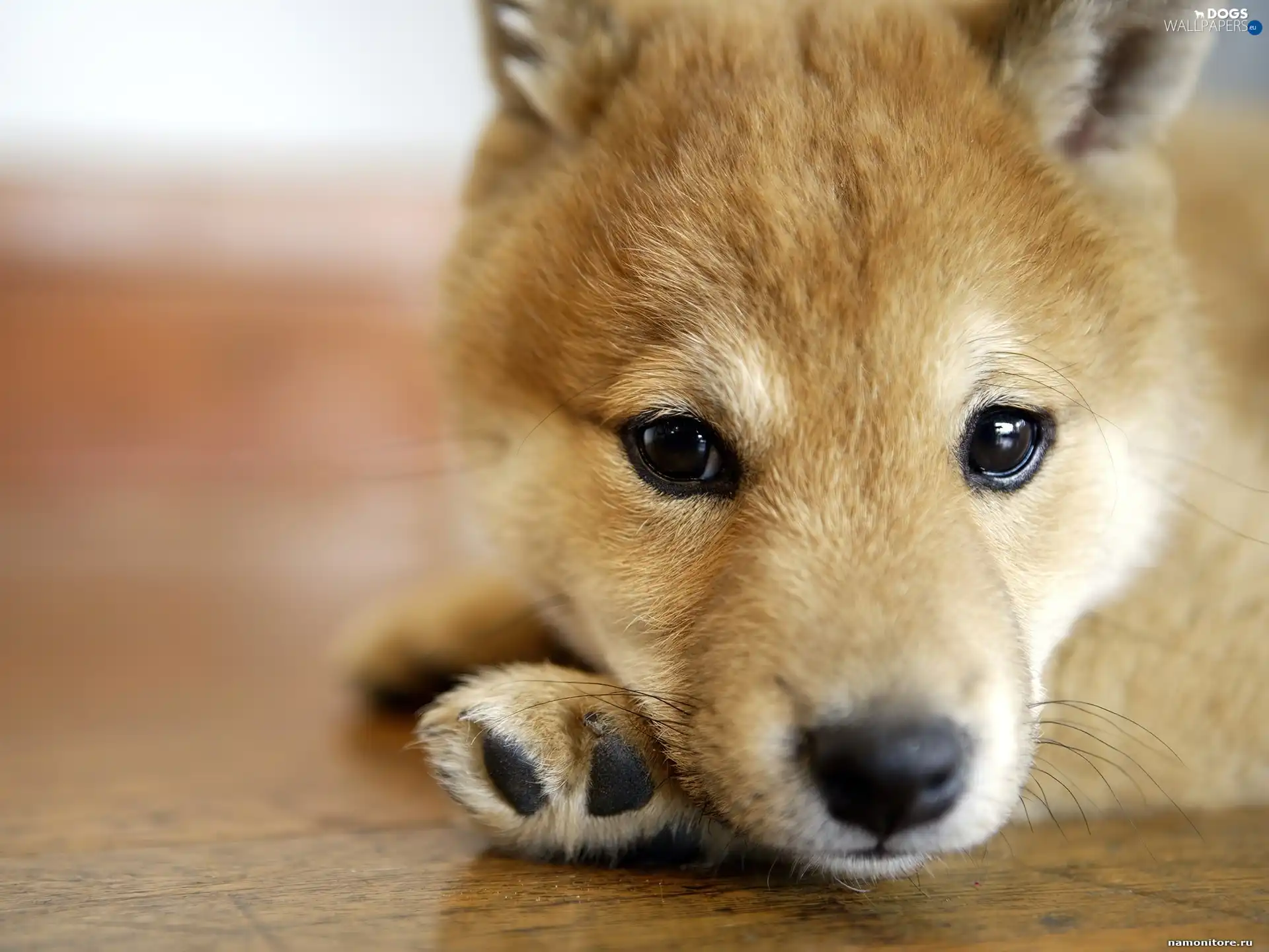 Shiba inu, Puppy