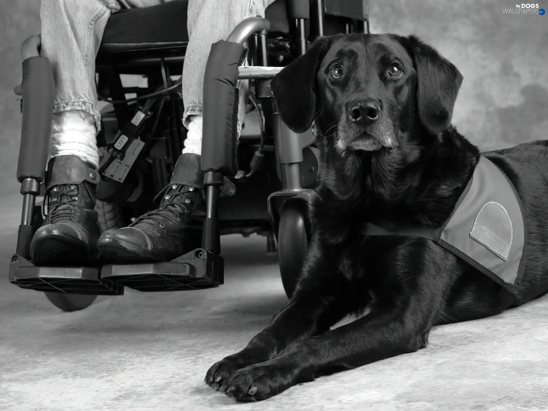 invalid, trolley, Labrador, retriever