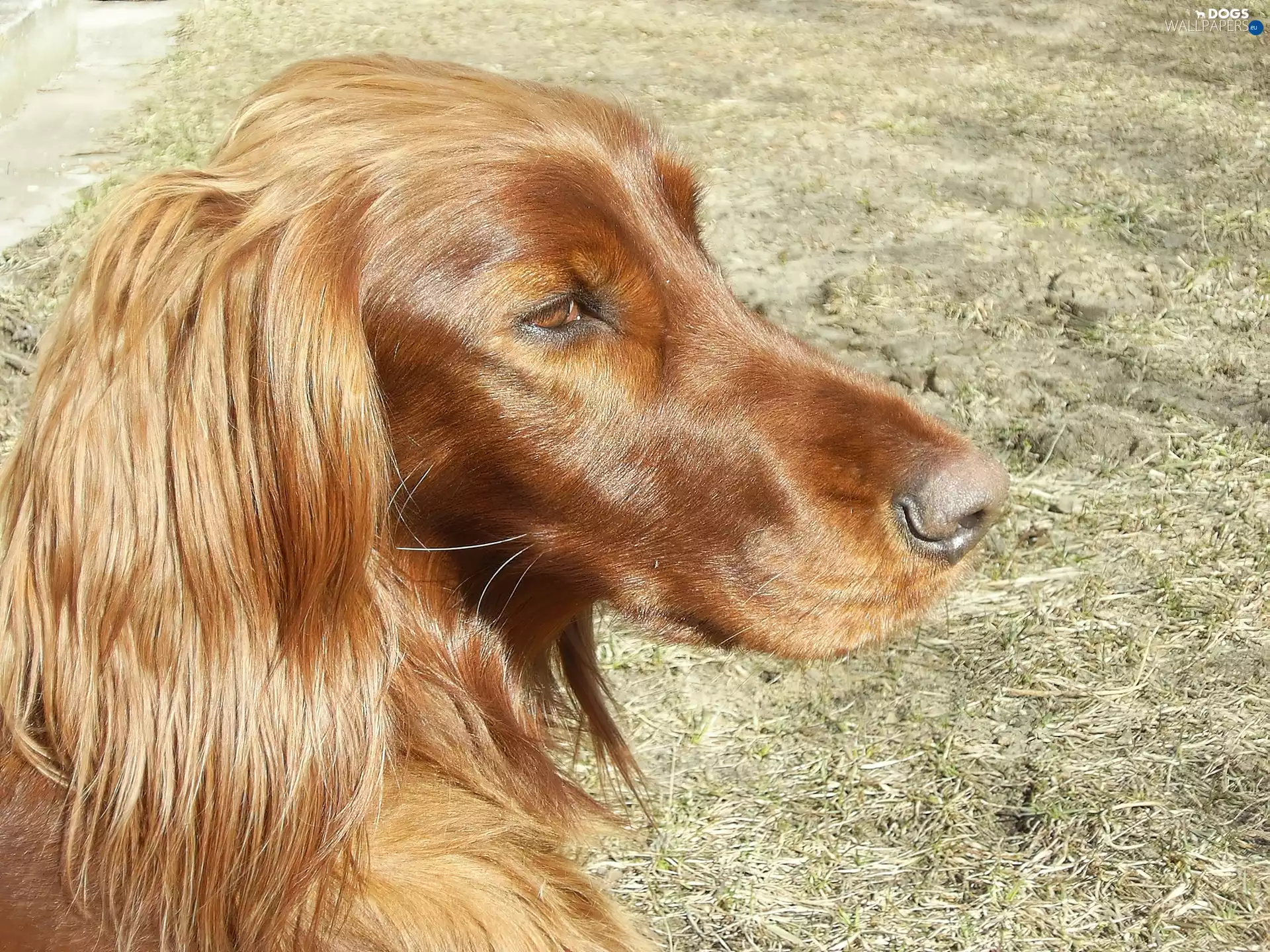 Irish Setter, Head