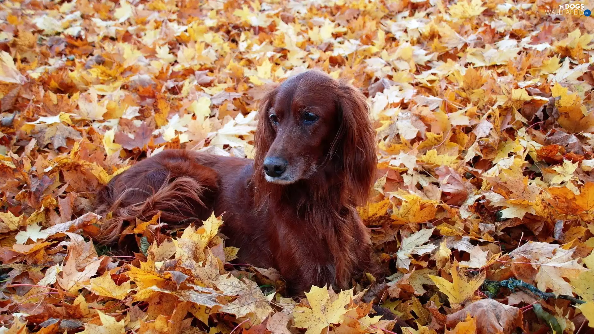 Irish Setter, Leaf