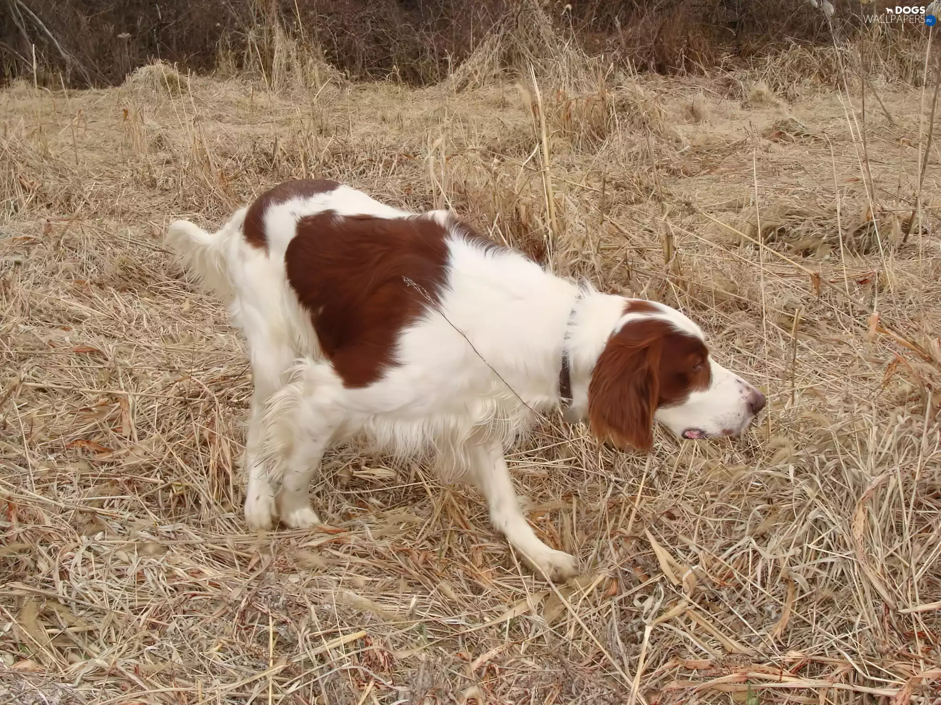 Setter Irish Red and White