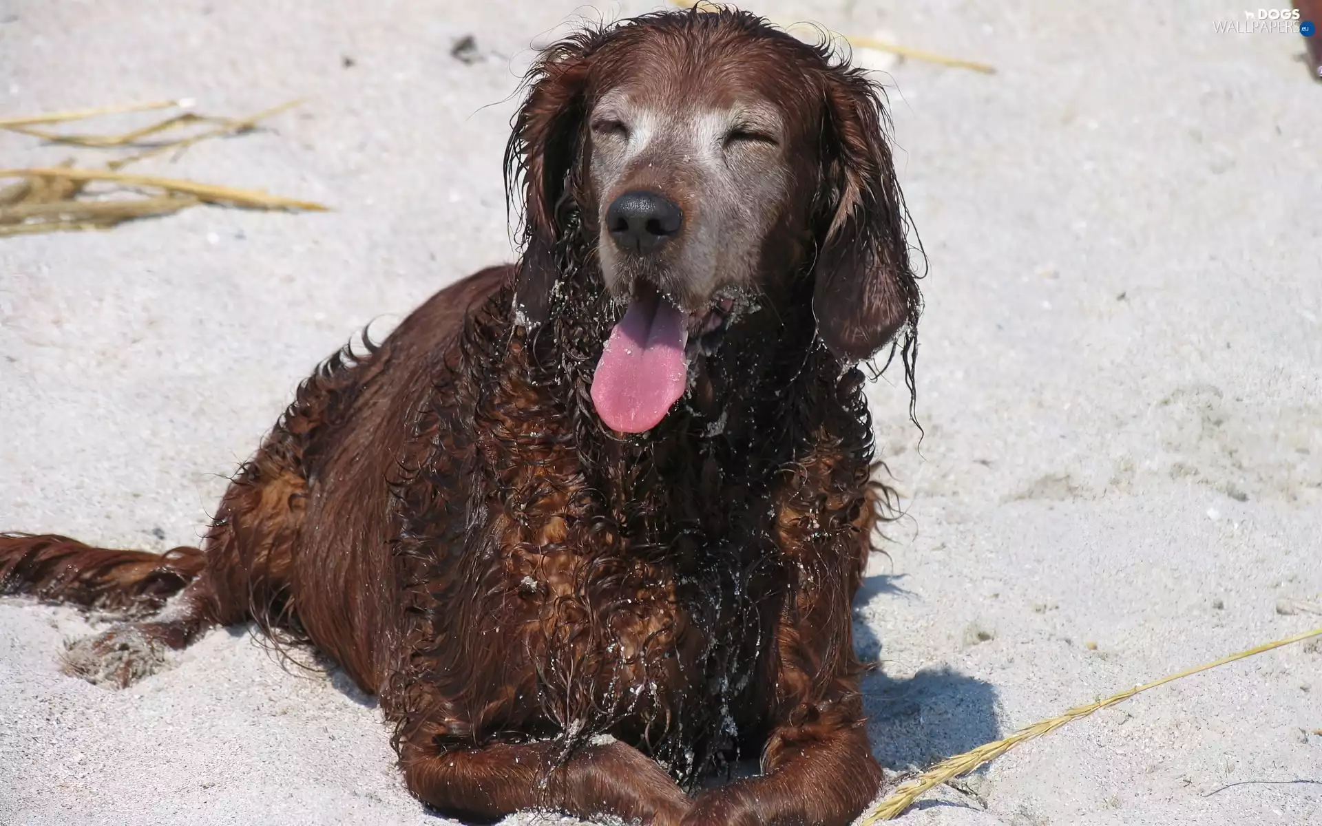 wet, Irish Setter, Tounge, dog