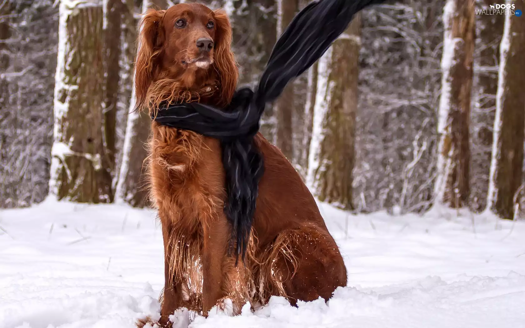 setter, shawl, snow, irish