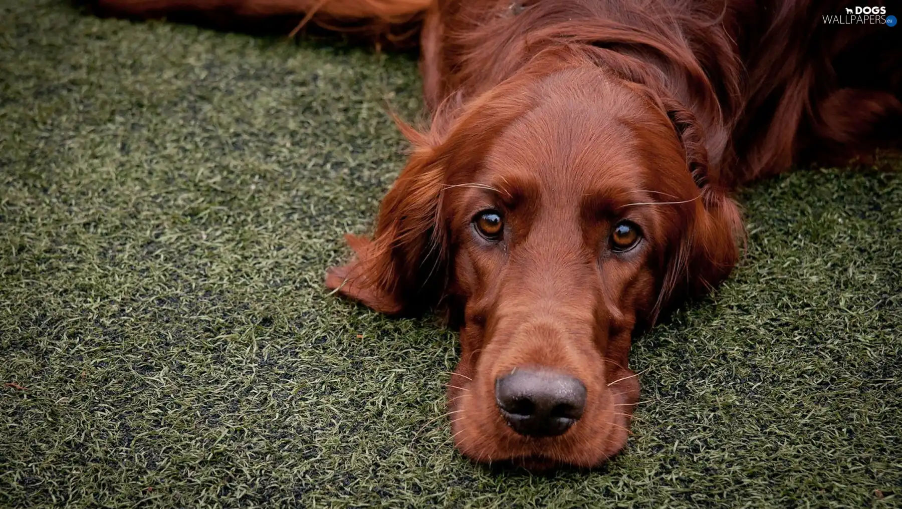 irish, setter