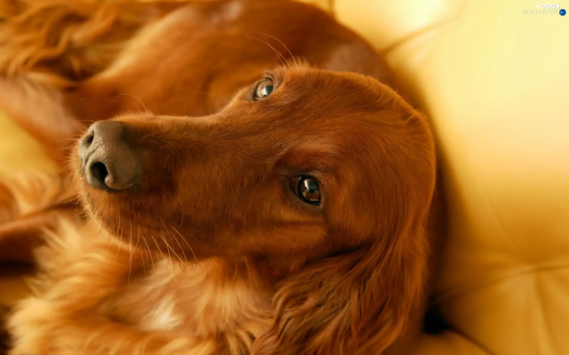 sofa, Irish Setter