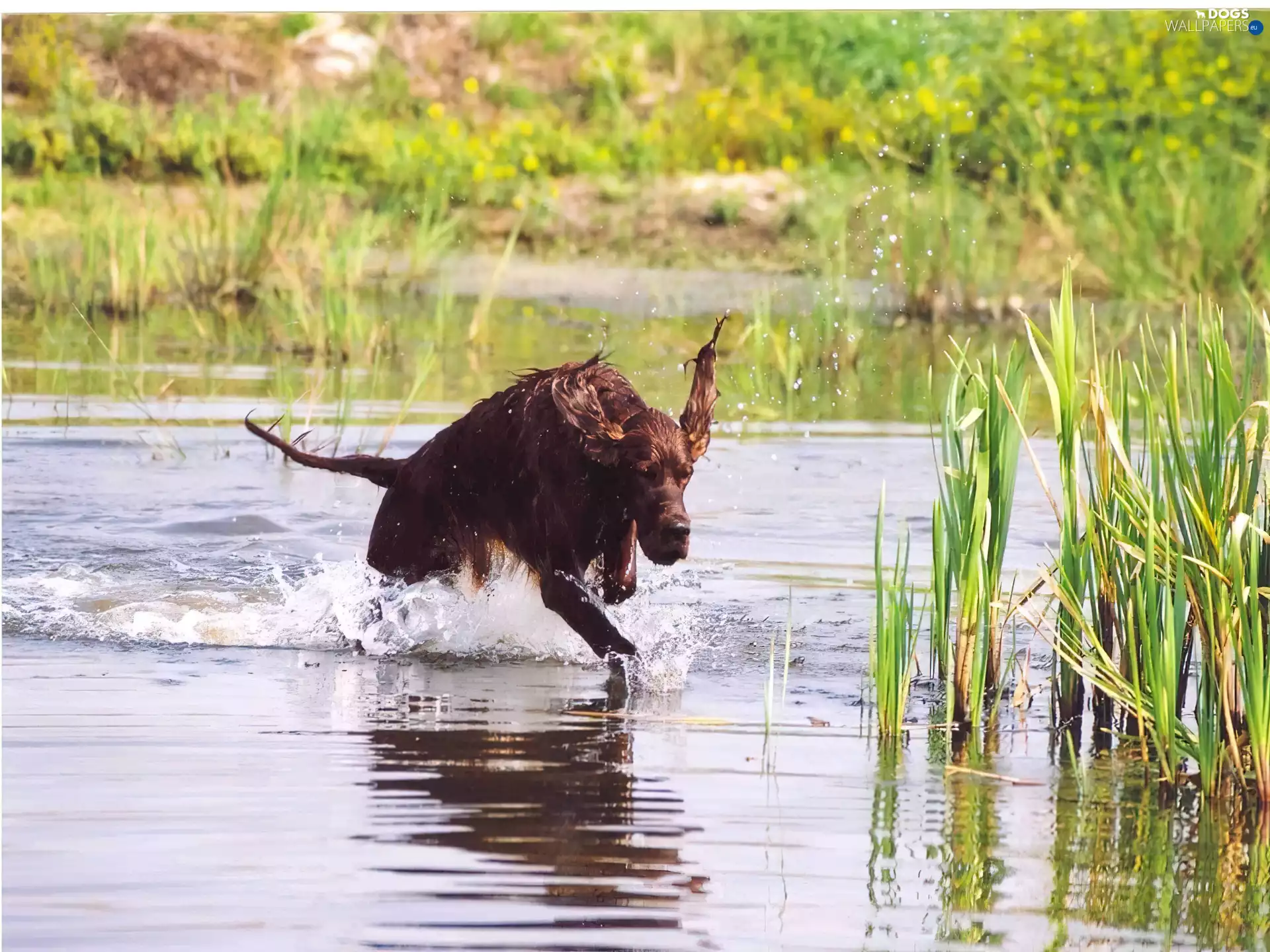 Irish Setter, water