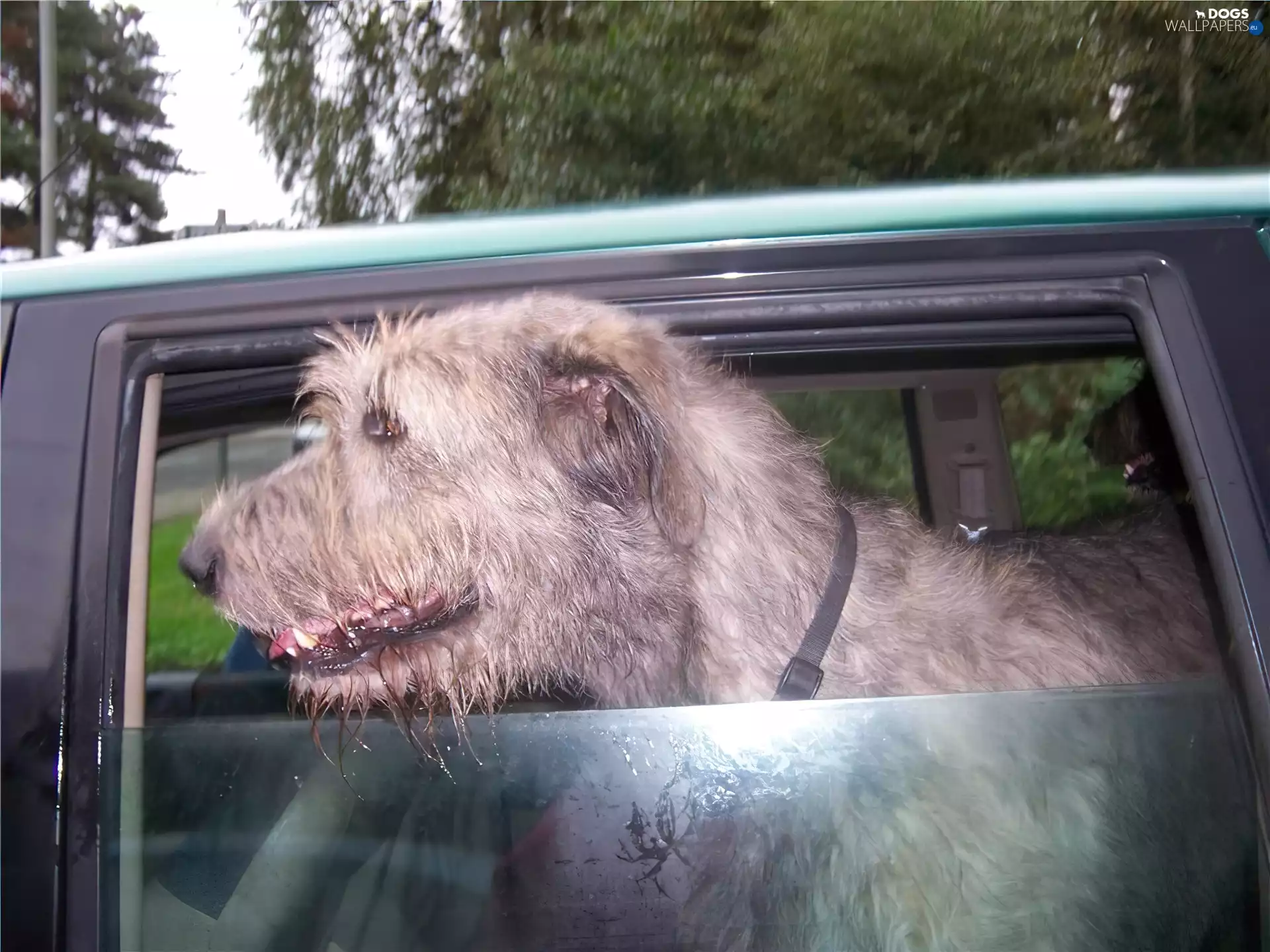 Irish Wolfhound, Window