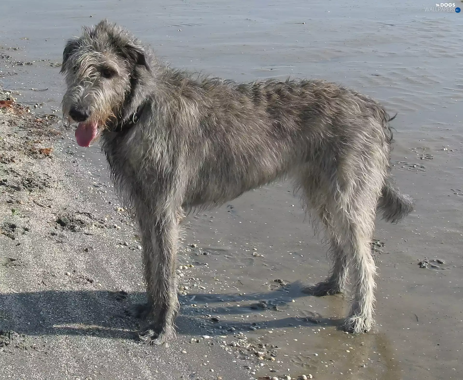 Irish Wolfhound