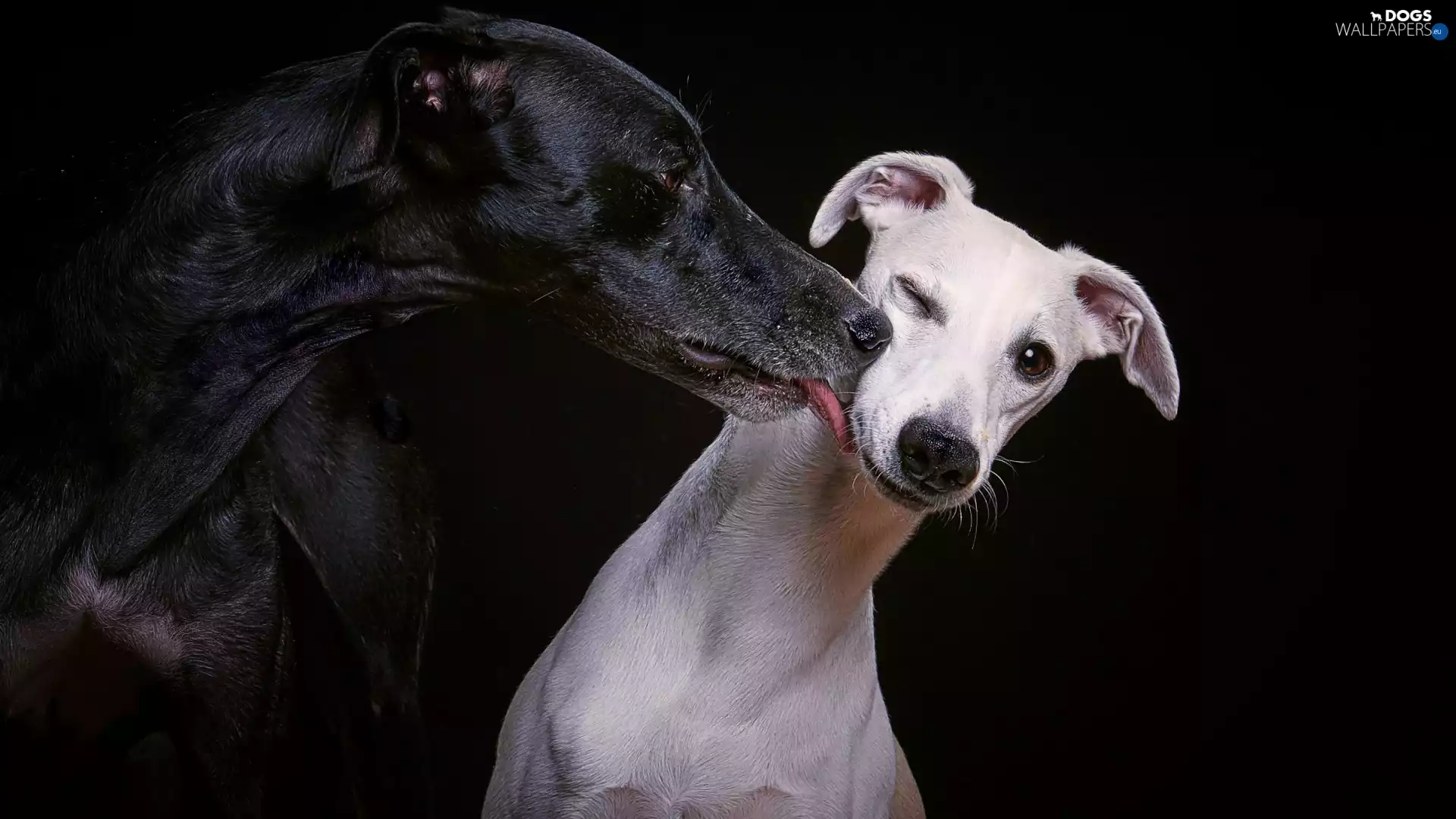 White, Black, Dogs, Italian Greyhounds, Two cars