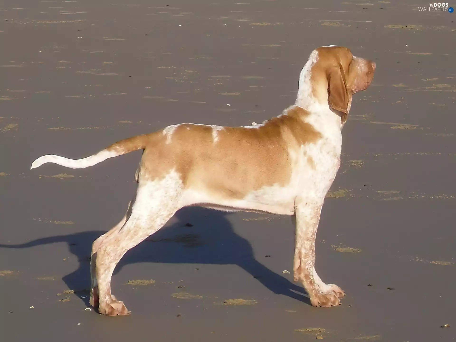 Bracco italiano, profile, Italian Shorthaired Pointing Dog