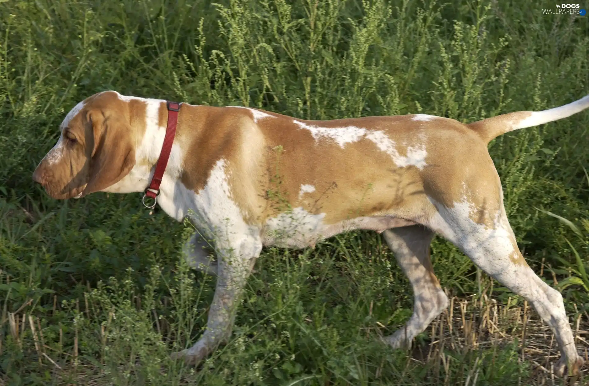 dog-collar, red hot, Italian Shorthair Pointer, grass, Bracco italiano