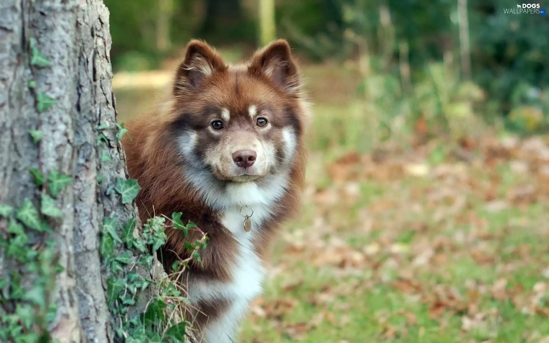 trees, Finnish Lapphund, ivy