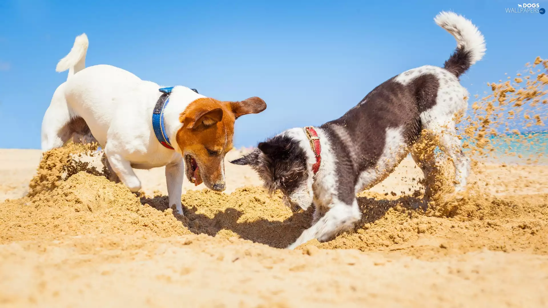 Jack Russell Terrier, Two cars, Sand, play, Beaches, Dogs