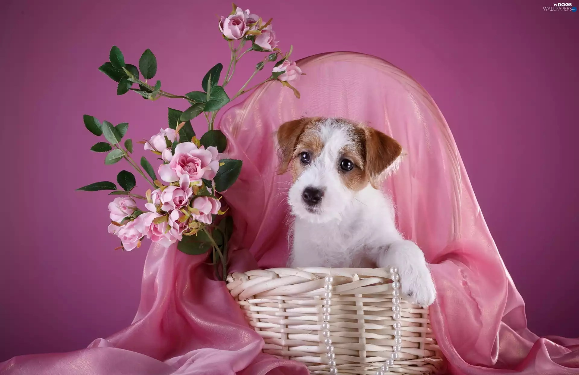 basket, Flowers, Puppy, Jack Russell Terrier, dog