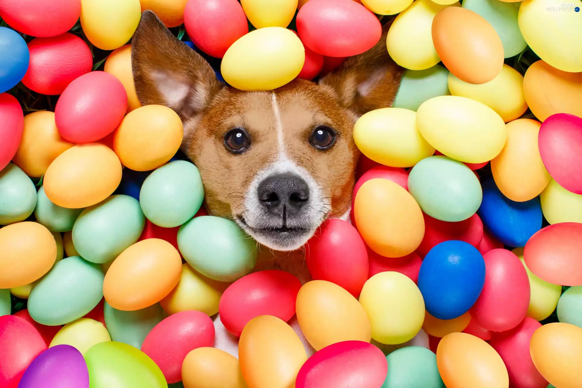 dog, Easter, eggs, Jack Russell Terrier