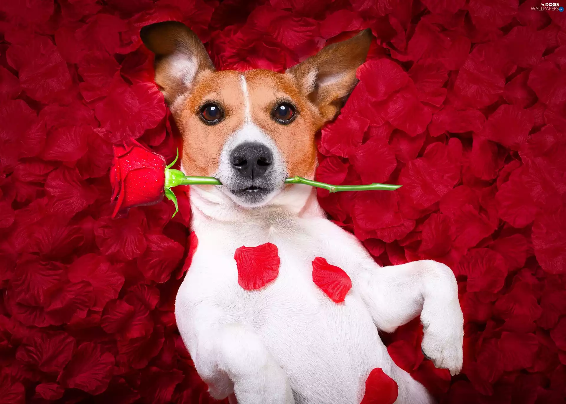 dog, rose, flakes, Jack Russell Terrier