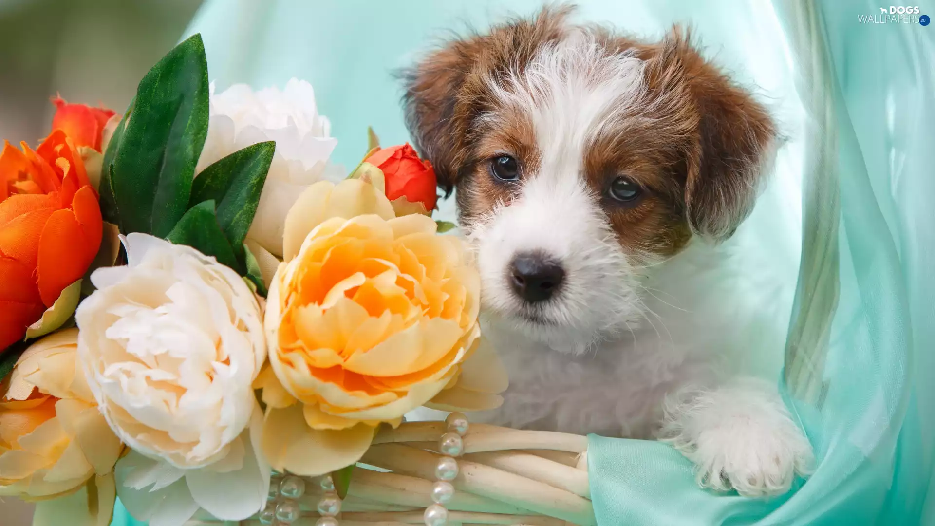dog, Puppy, Flowers, Jack Russell Terrier