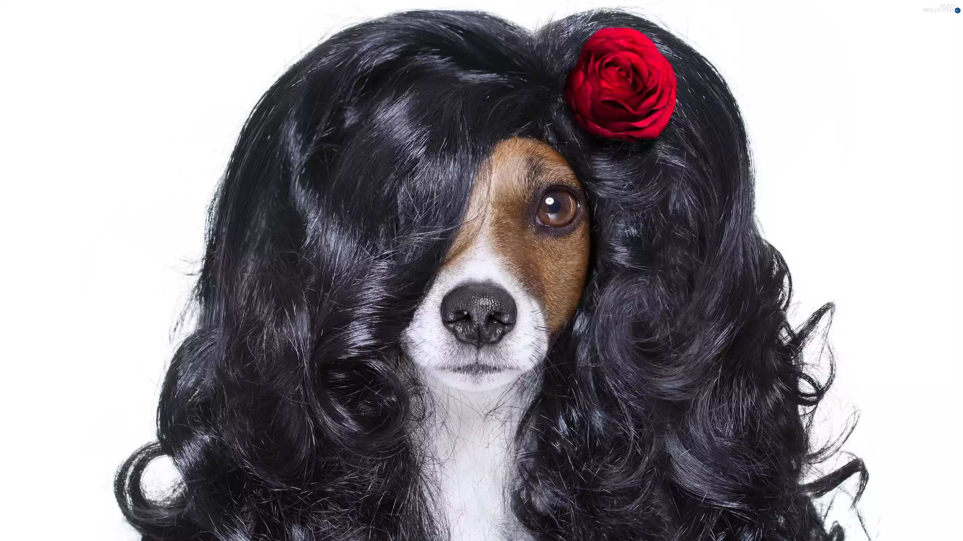 dog, wig, rose, Jack Russell Terrier