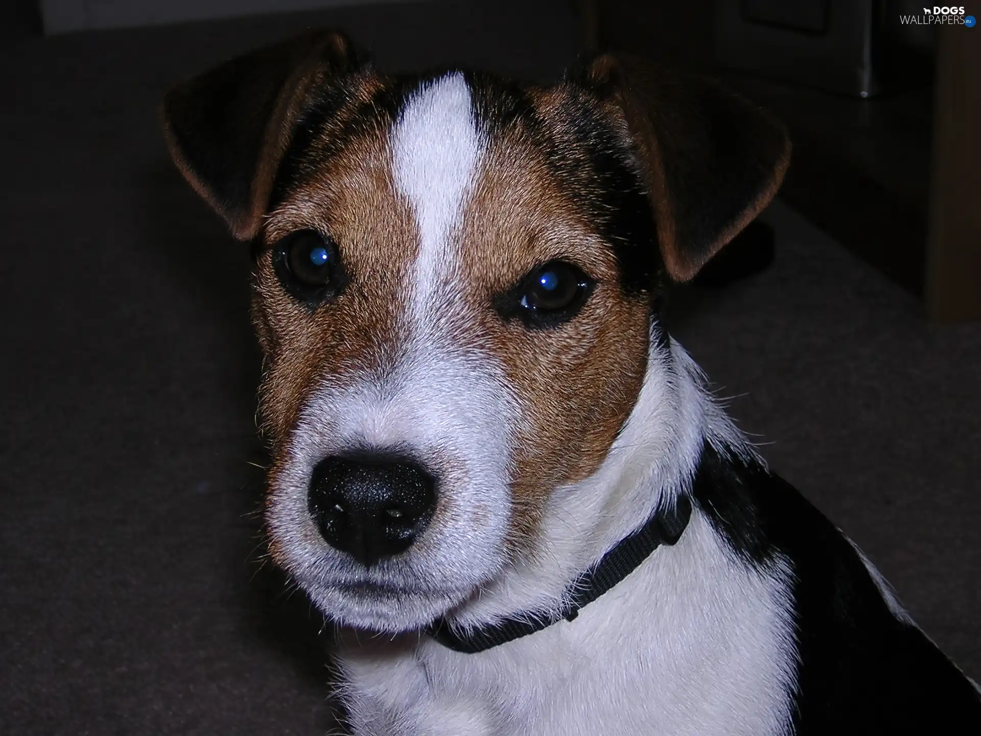 Jack Russell Terriera, Head