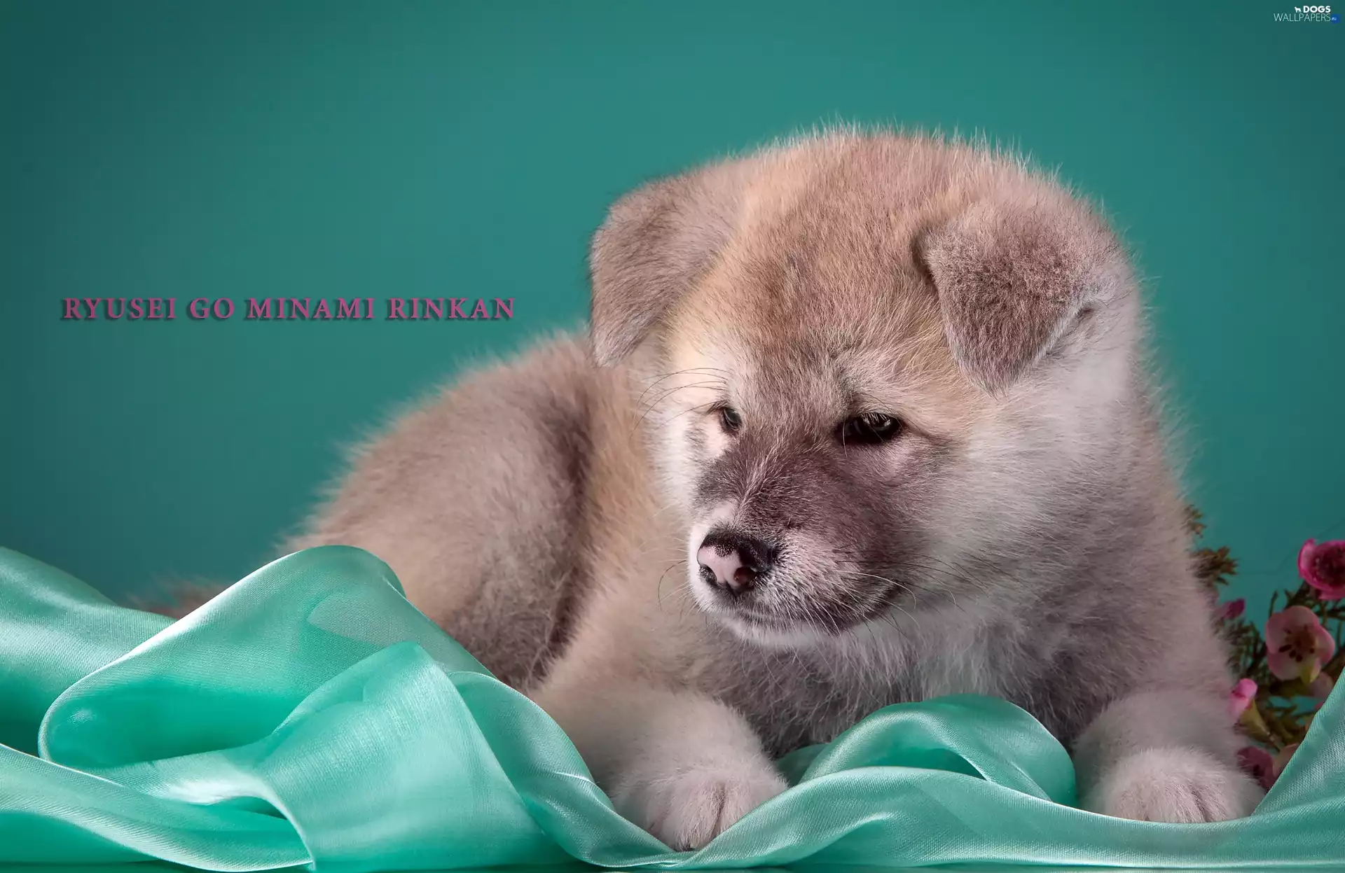 japanese, Puppy, Akita